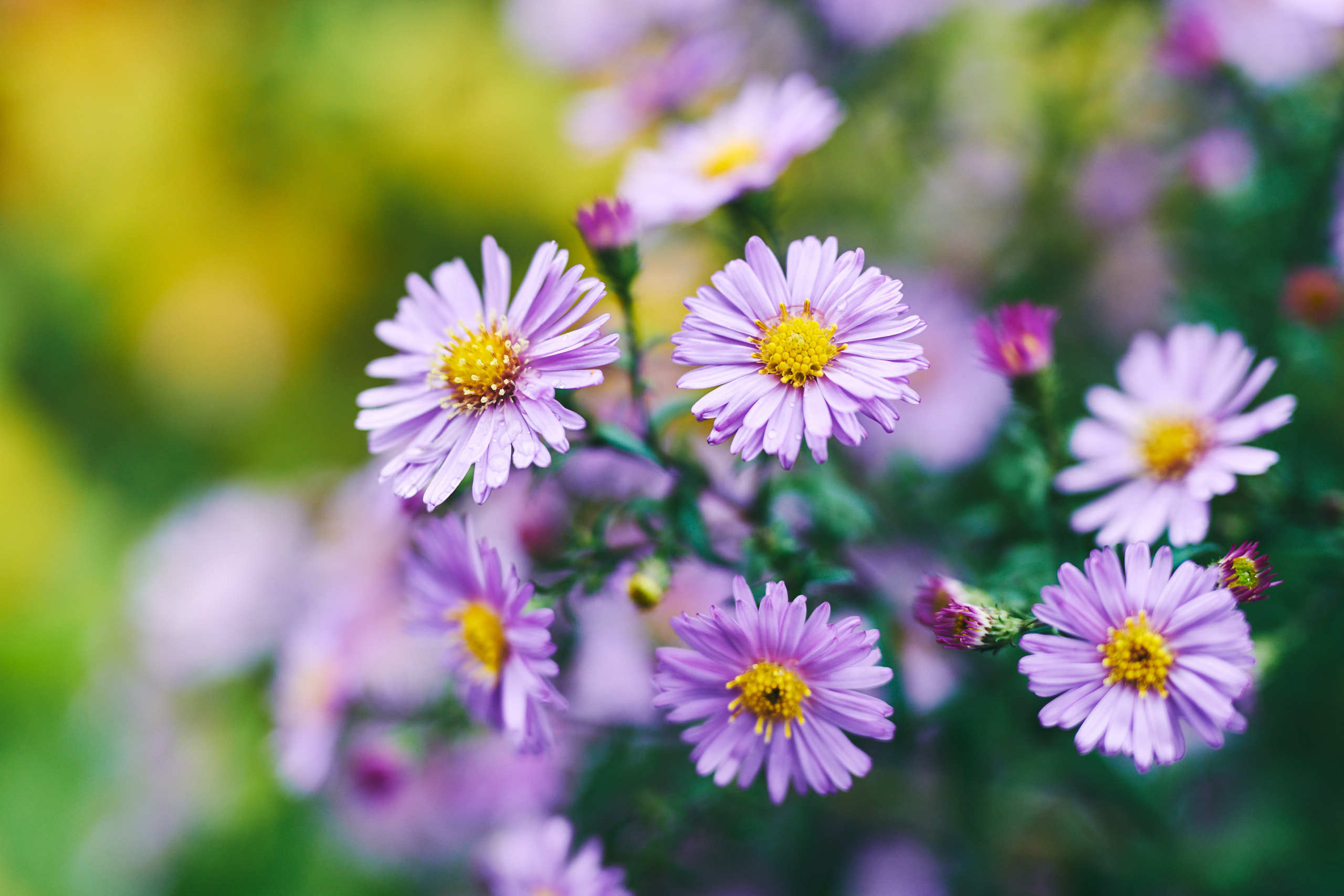 Flowers. Nature and macro photography by Elena Zhukova