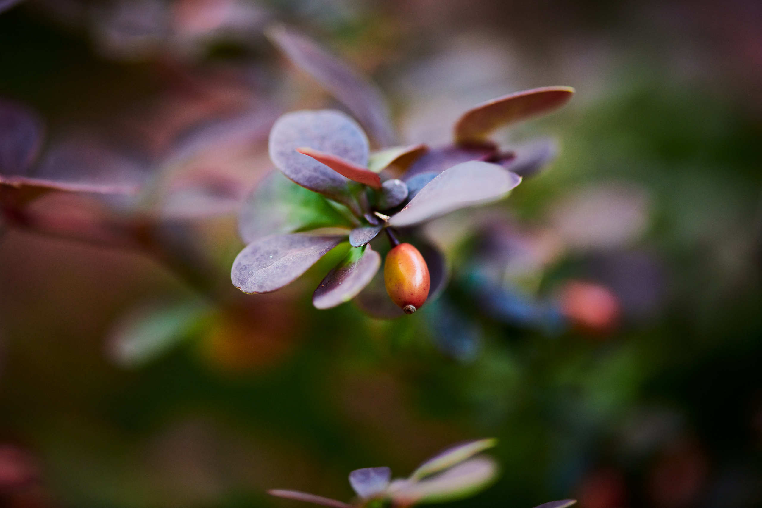 Berries. Nature and macro photography by Elena Zhukova
