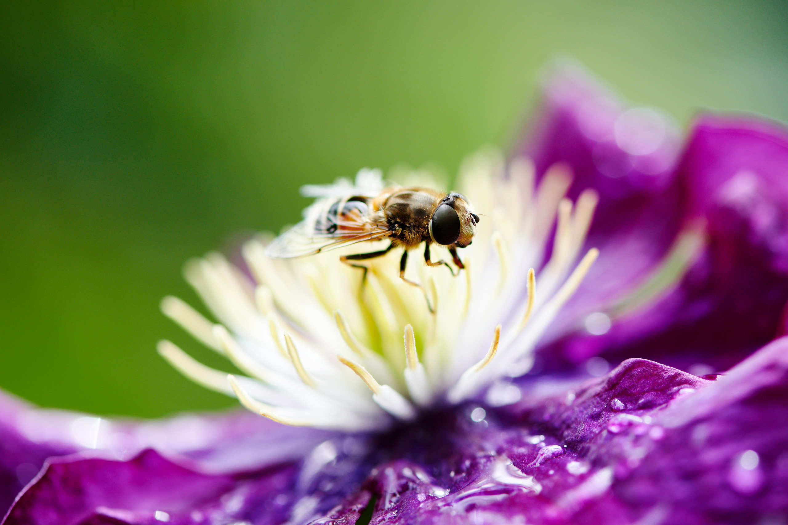 Small world. Nature and macro photography by Elena Zhukova