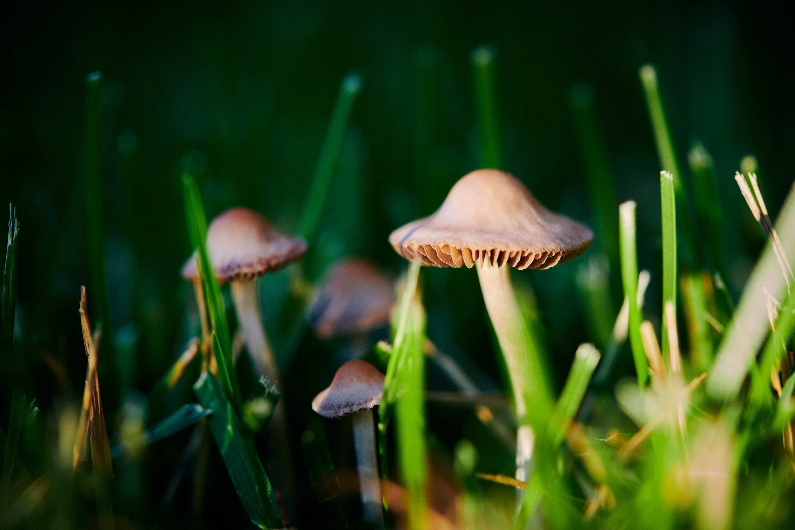 Harvest. Nature and macro photography by Elena Zhukova