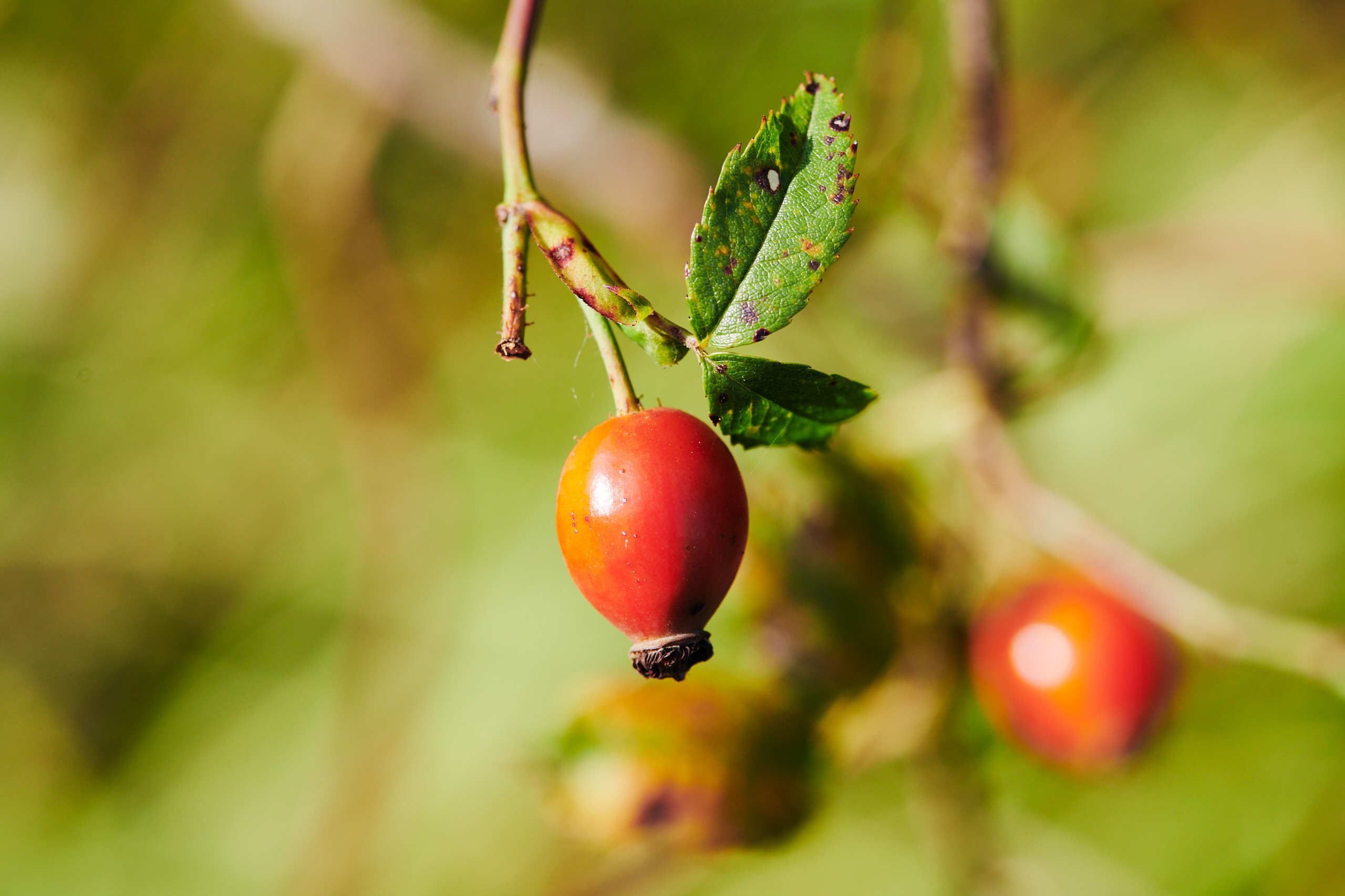 Berries. Nature and macro photography by Elena Zhukova