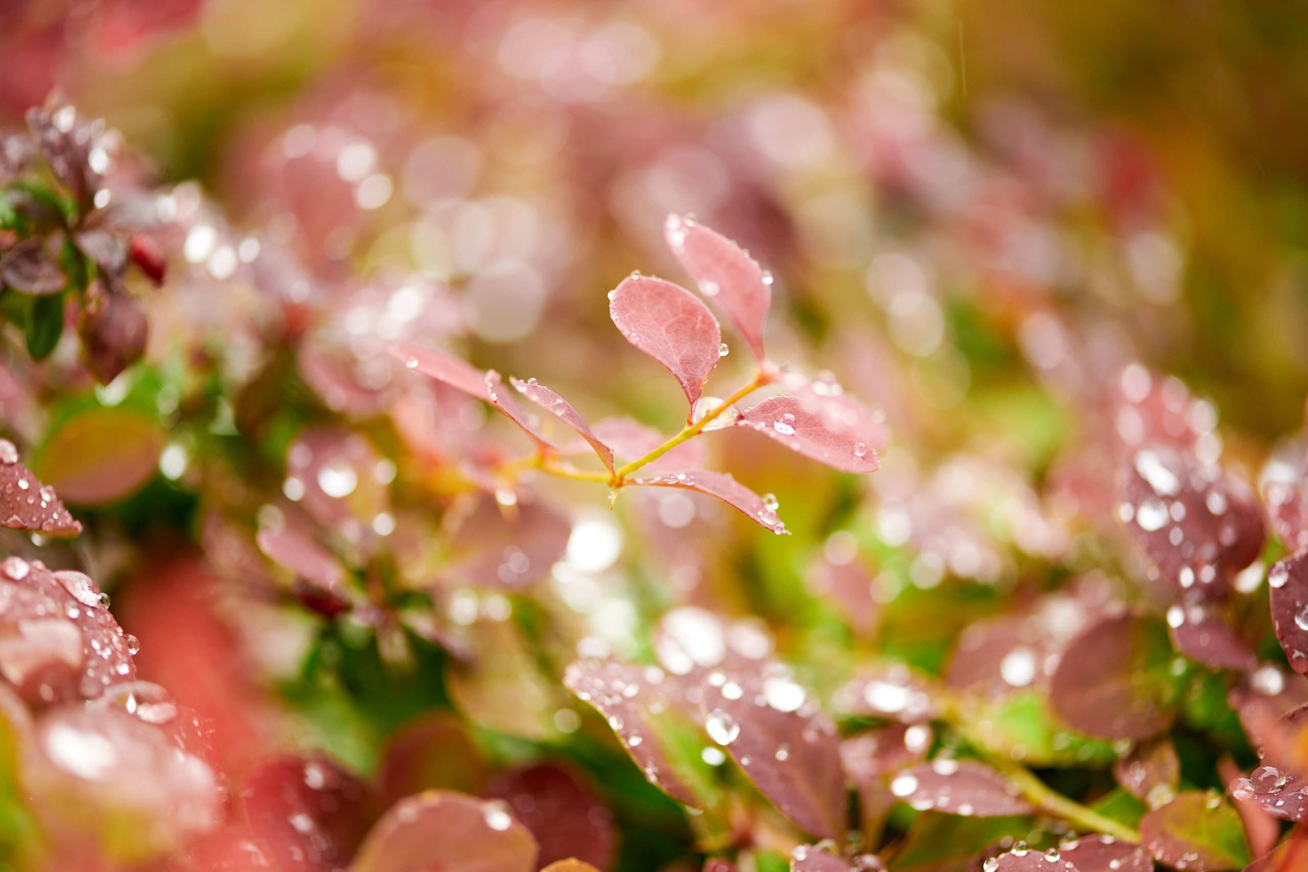 Leaves. Nature and macro photography by Elena Zhukova