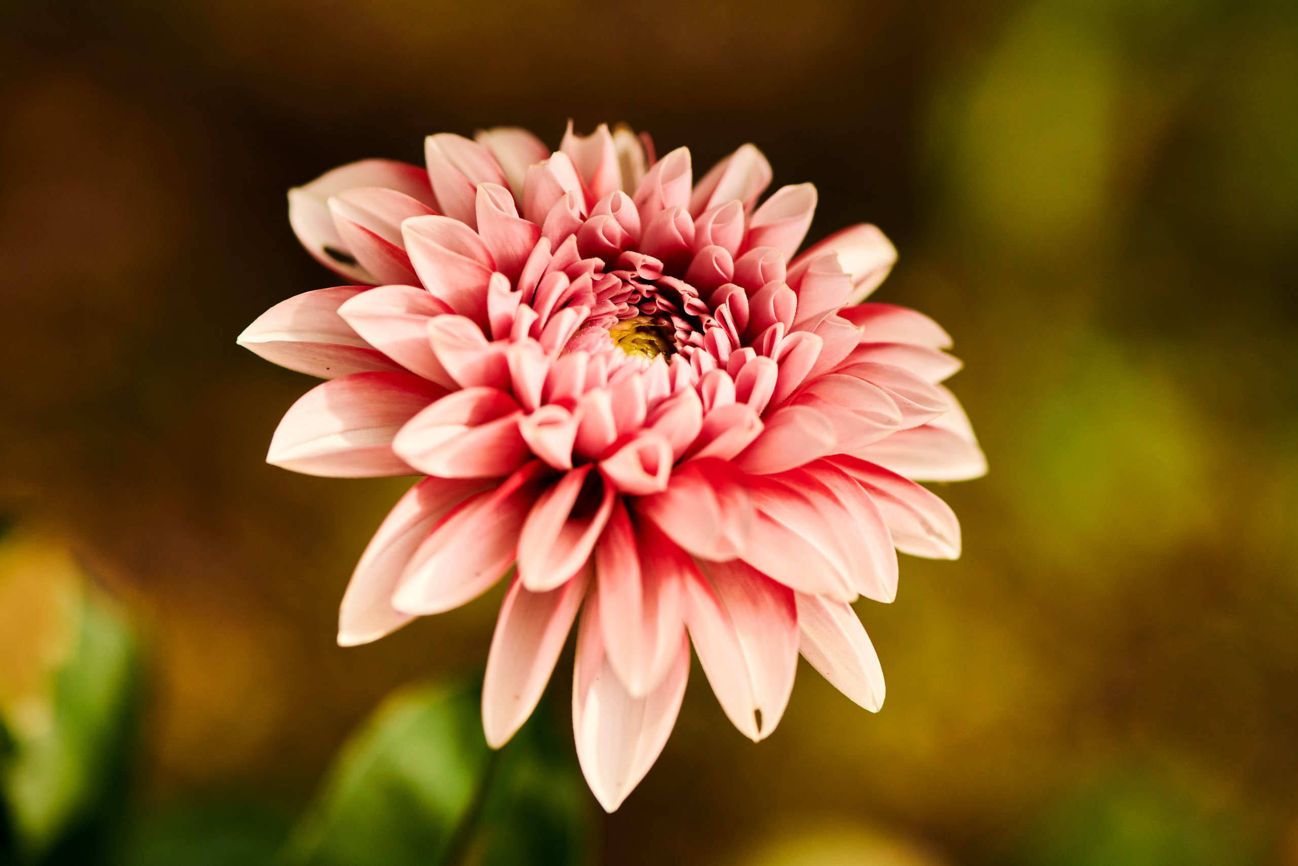 Flowers. Nature and macro photography by Elena Zhukova