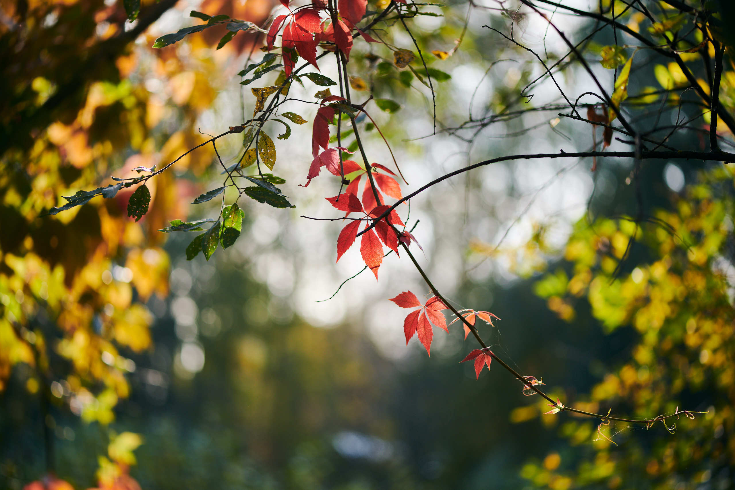 Leaves. Nature and macro photography by Elena Zhukova