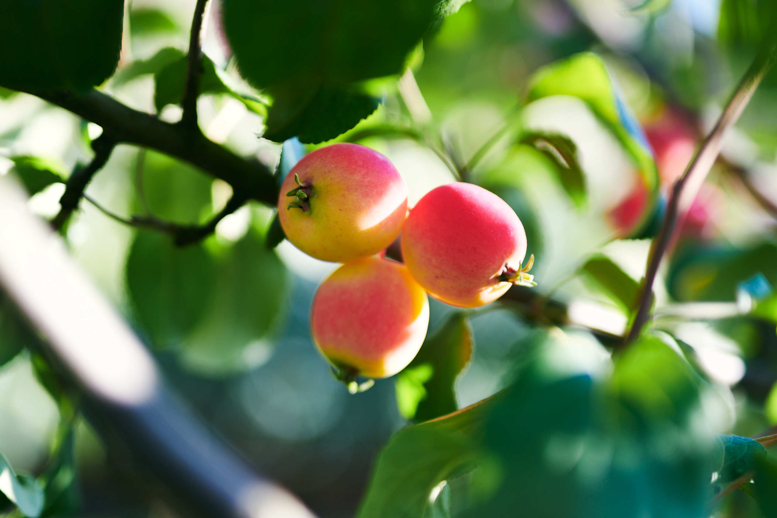 Harvest. Nature and macro photography by Elena Zhukova