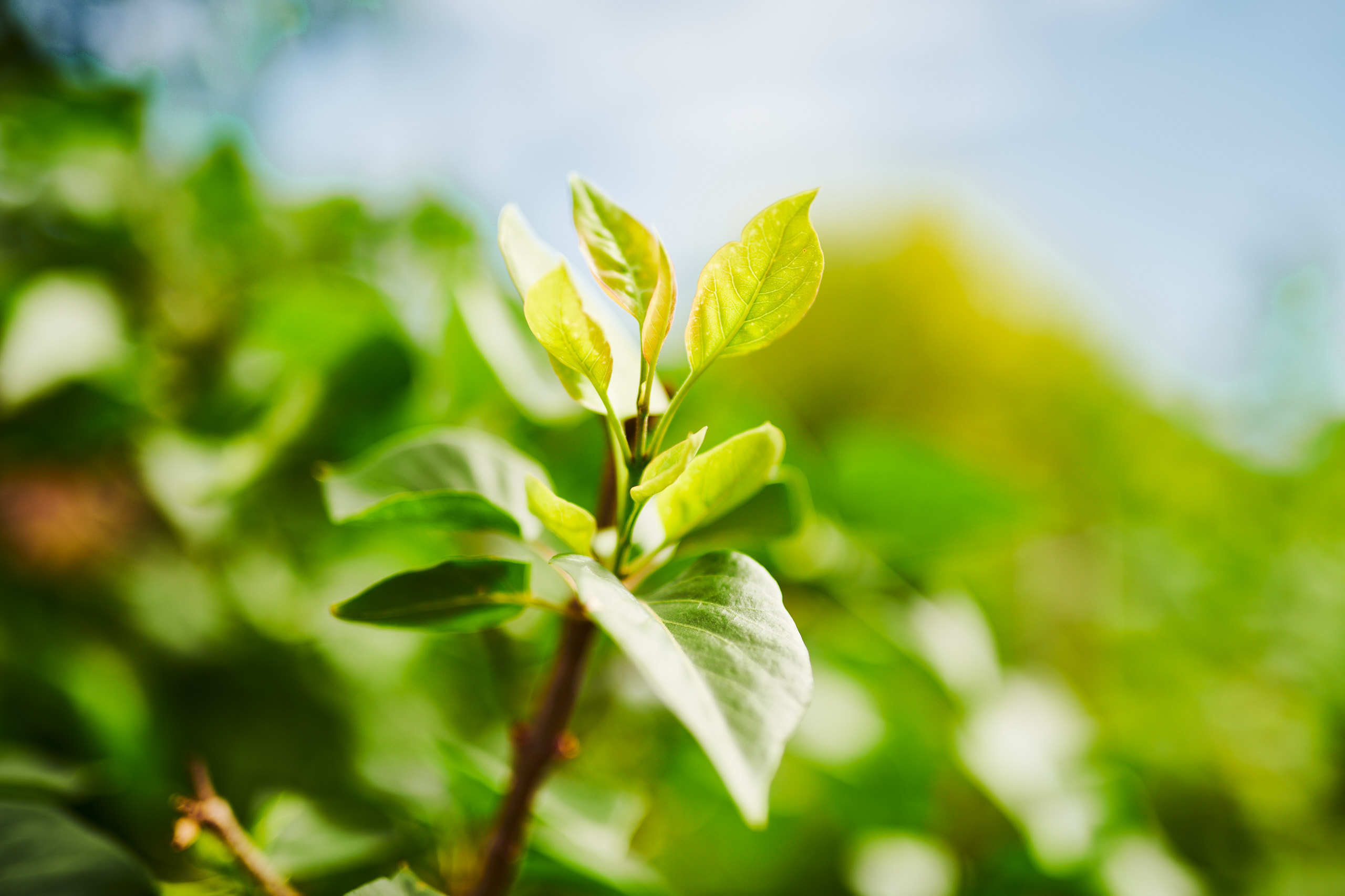 Leaves. Nature and macro photography by Elena Zhukova