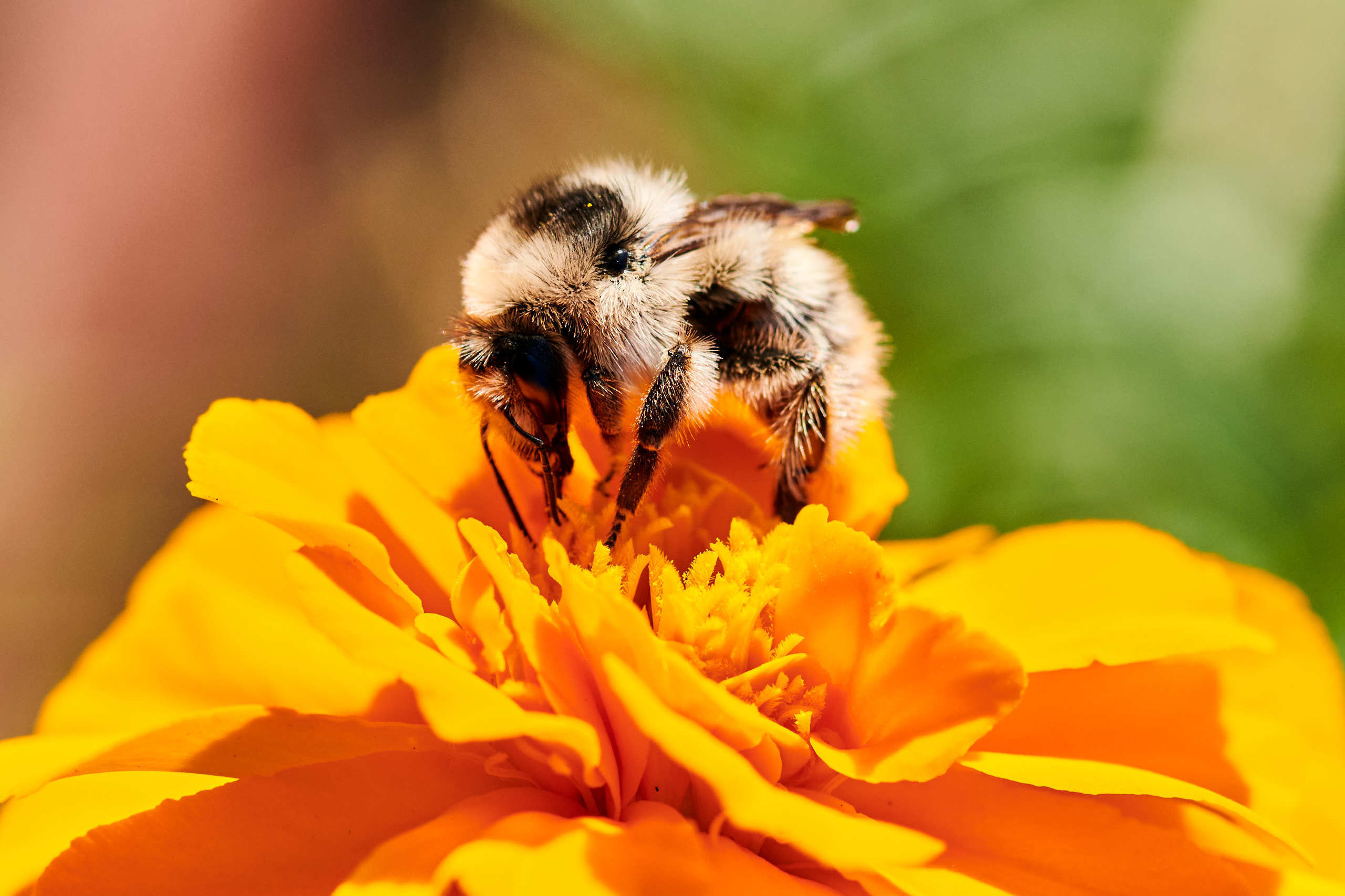 Small world. Nature and macro photography by Elena Zhukova