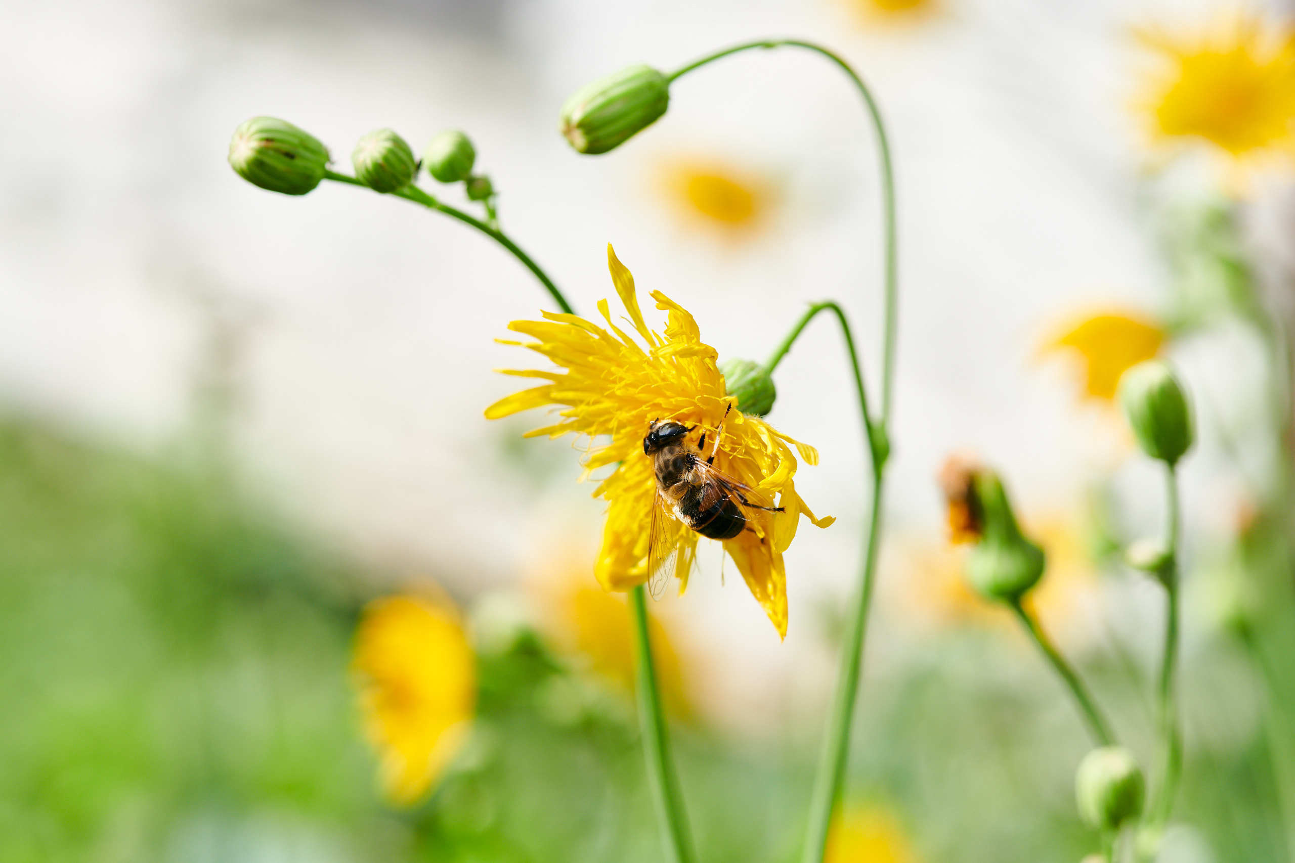 Small world. Nature and macro photography by Elena Zhukova