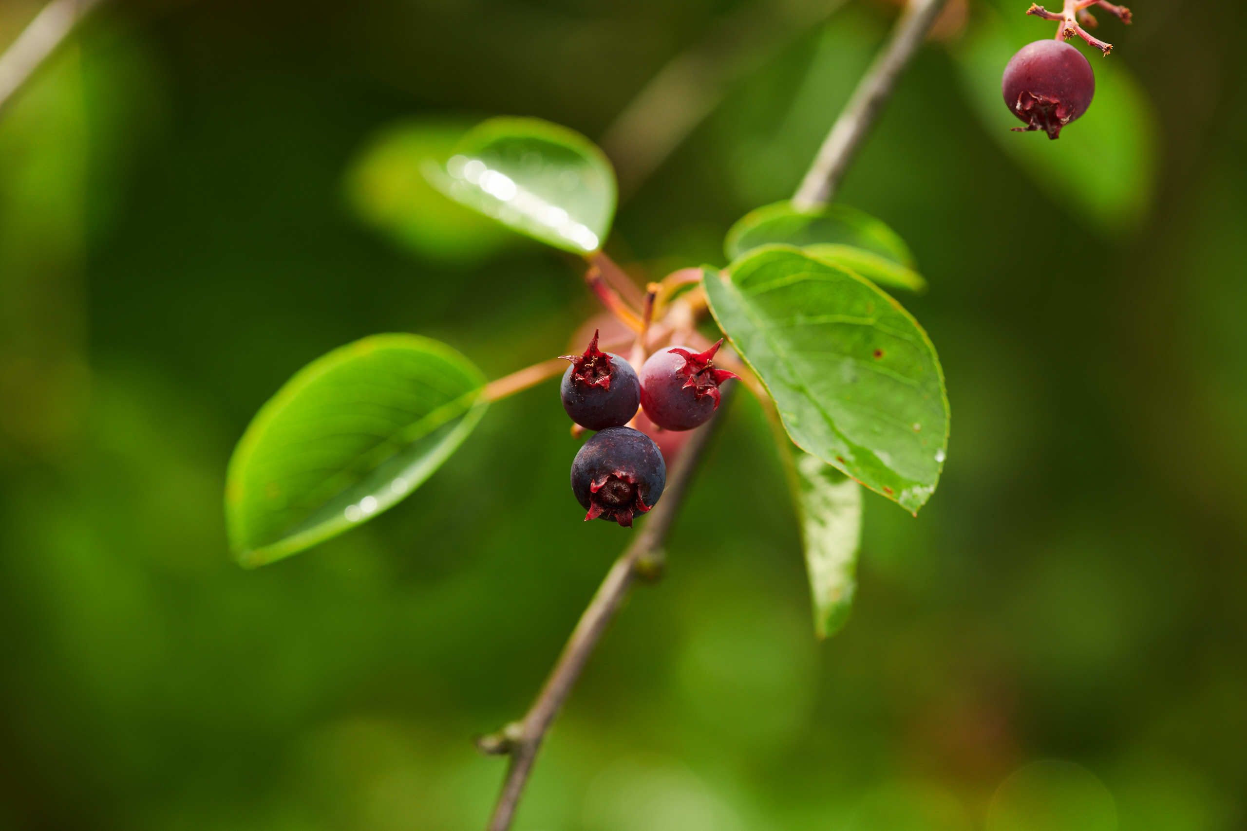Berries. Nature and macro photography by Elena Zhukova