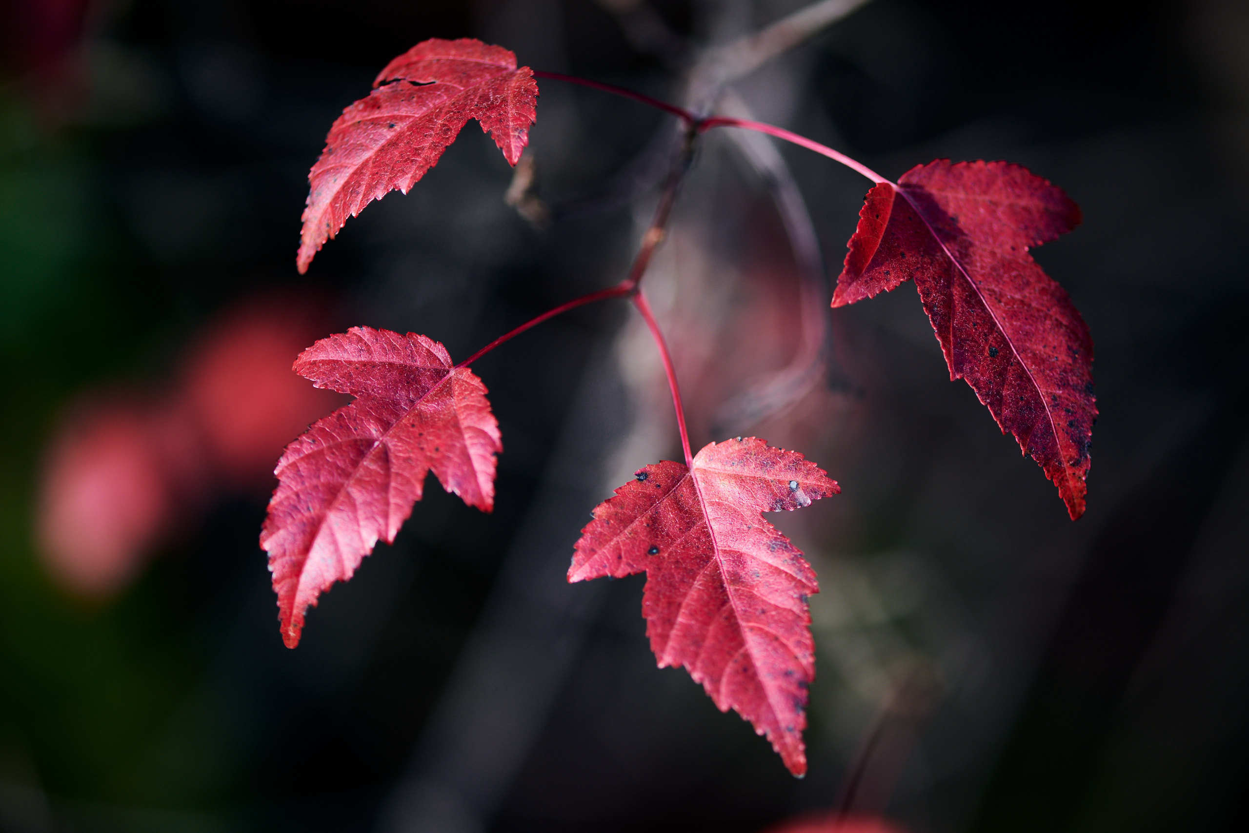 Leaves. Nature and macro photography by Elena Zhukova