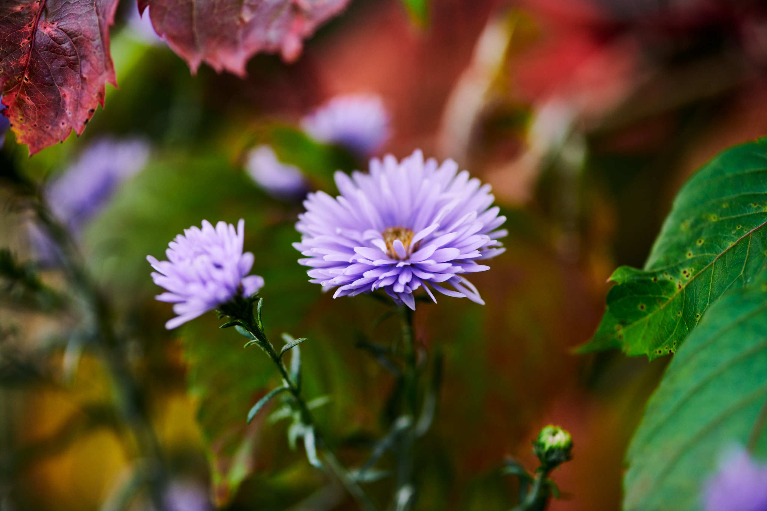 Flowers. Nature and macro photography by Elena Zhukova