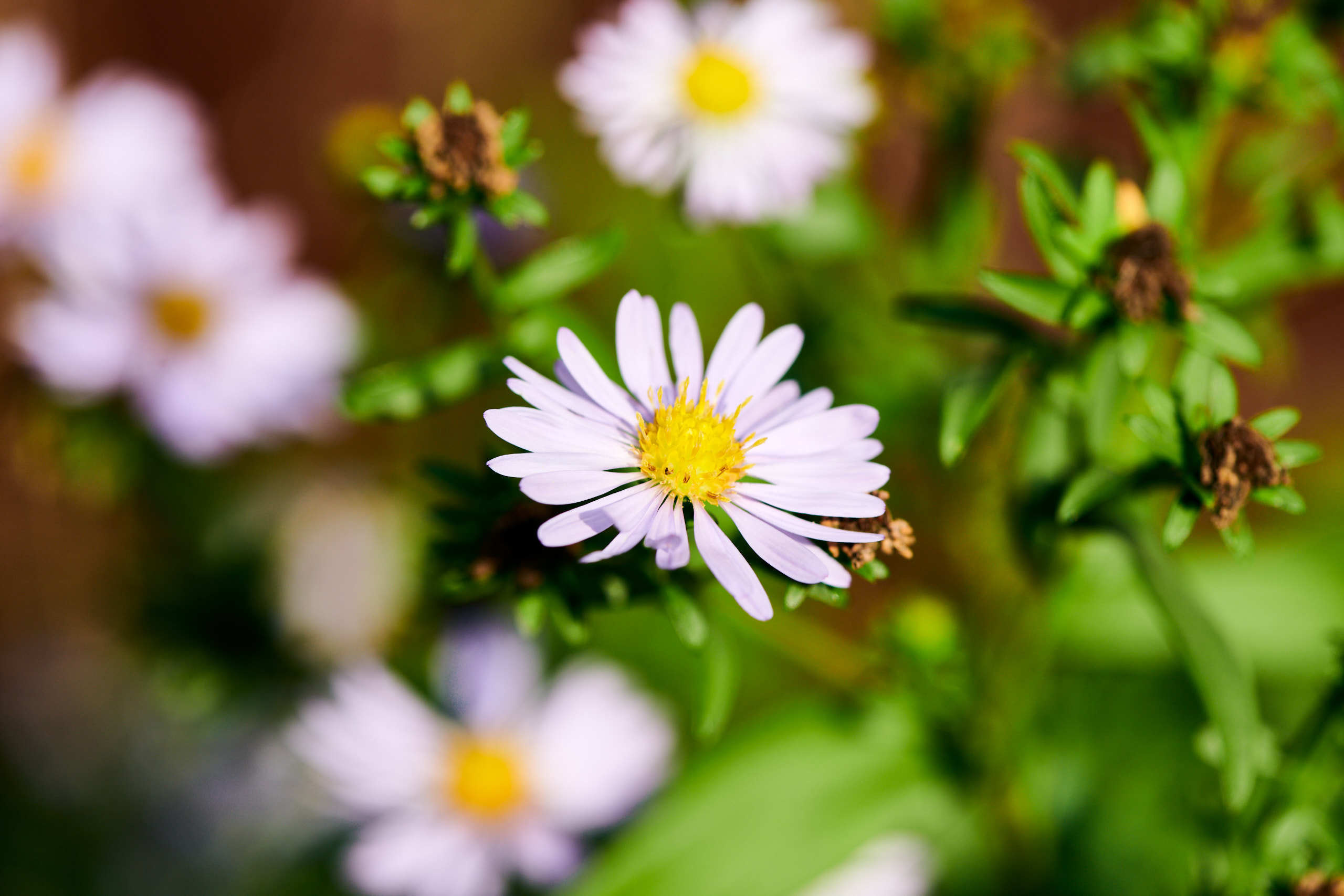 Flowers. Nature and macro photography by Elena Zhukova