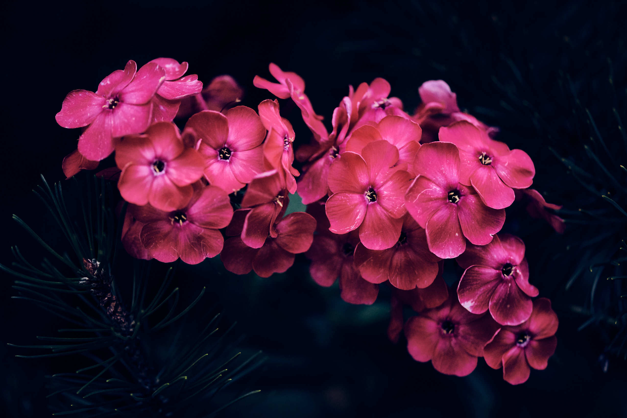 Flowers. Nature and macro photography by Elena Zhukova