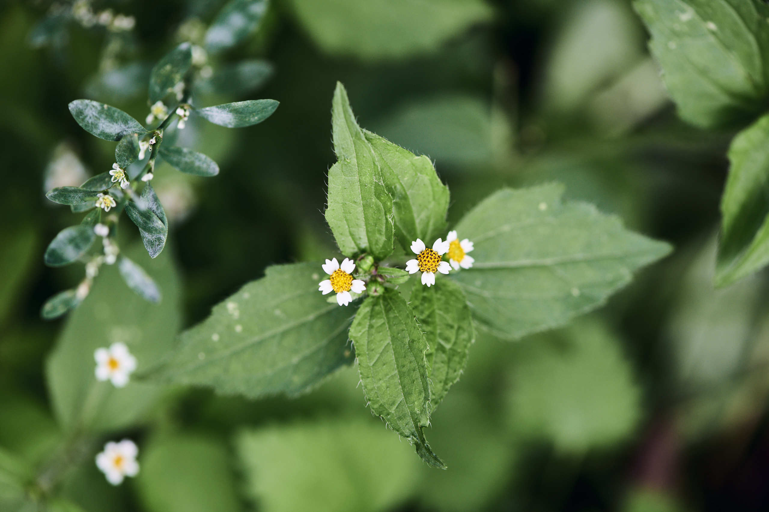 Flowers. Nature and macro photography by Elena Zhukova
