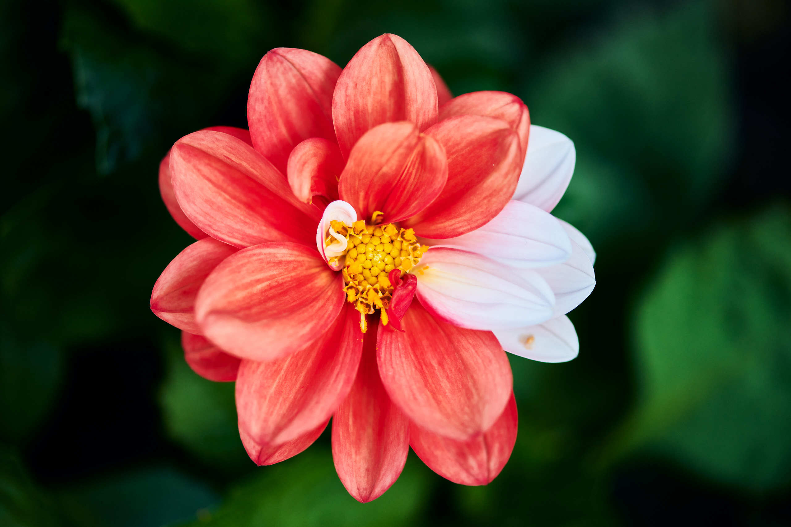 Flowers. Nature and macro photography by Elena Zhukova