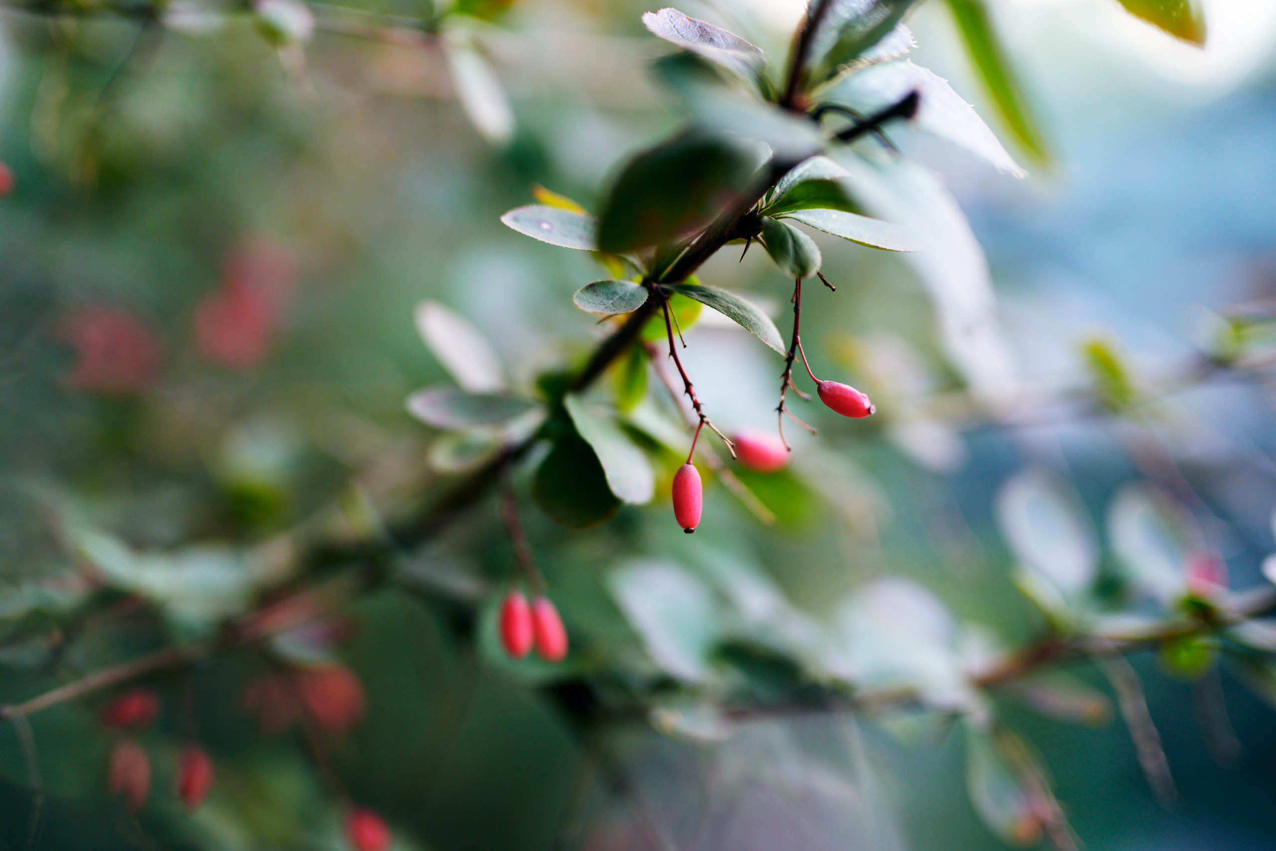 Berries. Nature and macro photography by Elena Zhukova