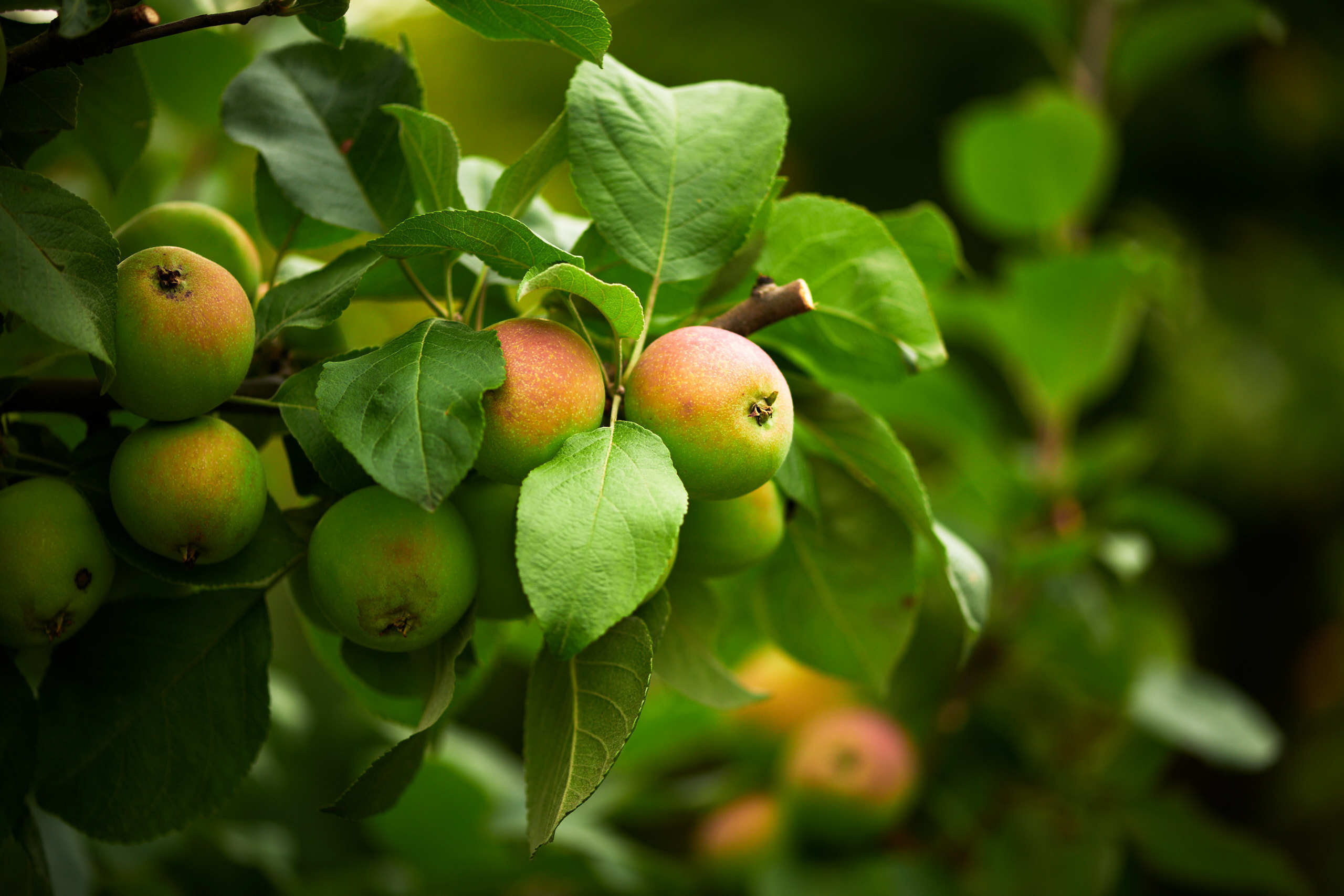 Harvest. Nature and macro photography by Elena Zhukova