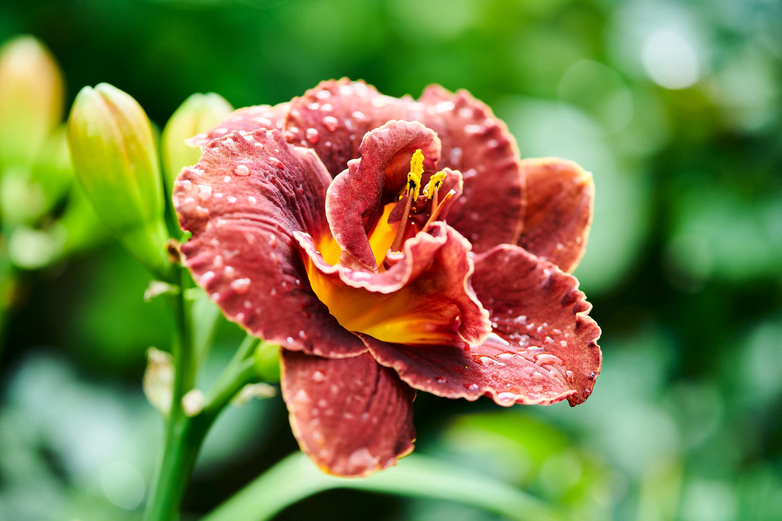 Flowers. Nature and macro photography by Elena Zhukova