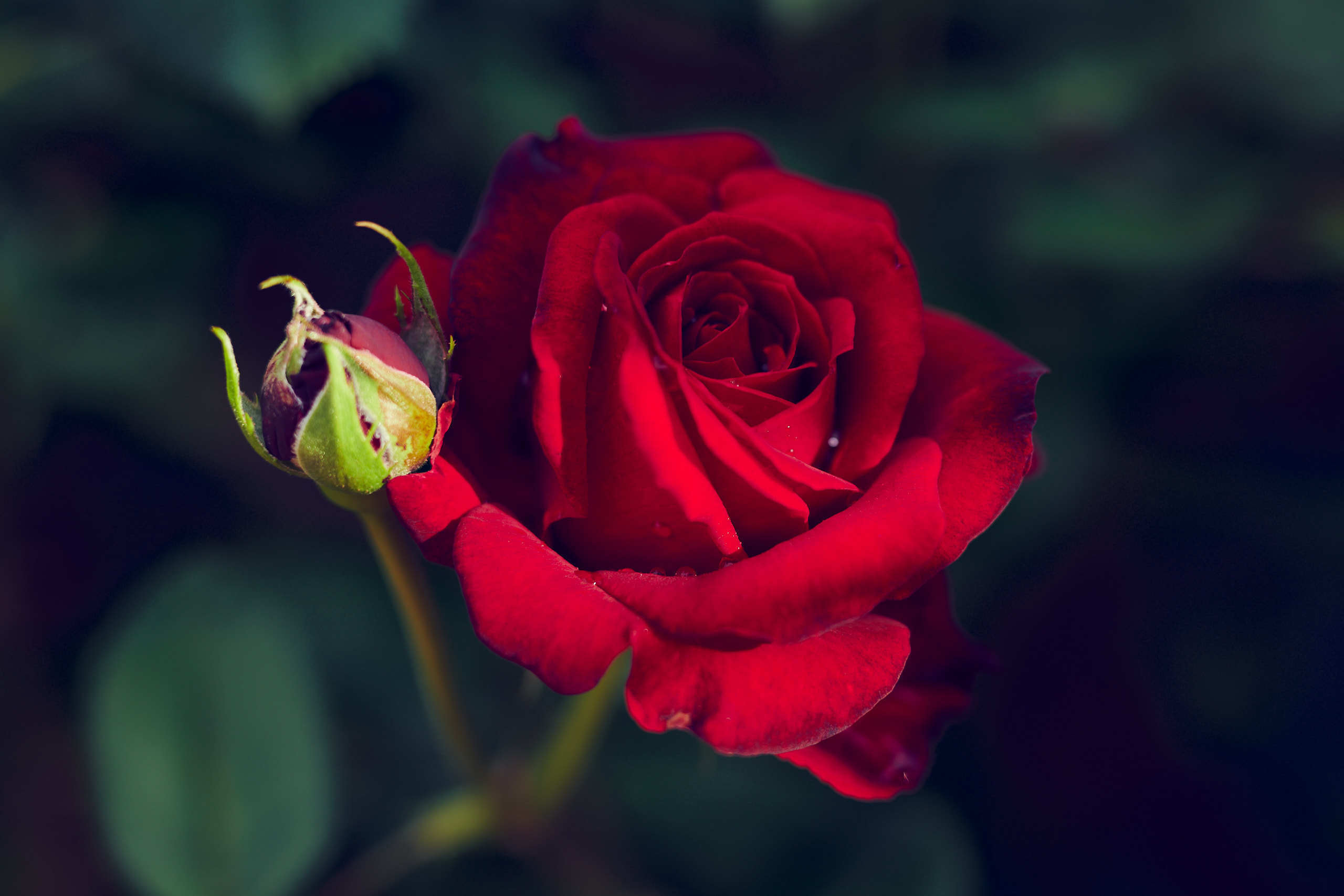 Roses. Nature and macro photography by Elena Zhukova