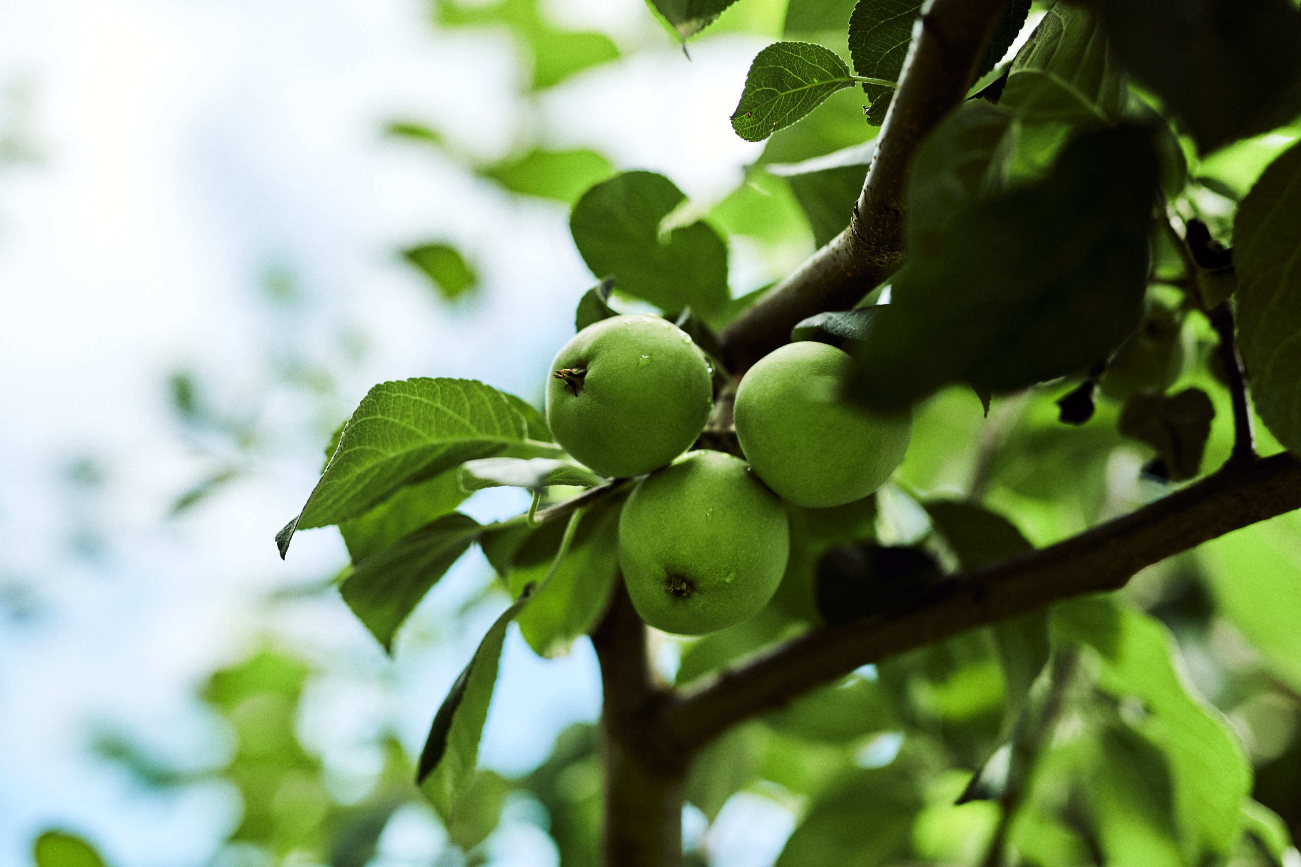 Harvest. Nature and macro photography by Elena Zhukova