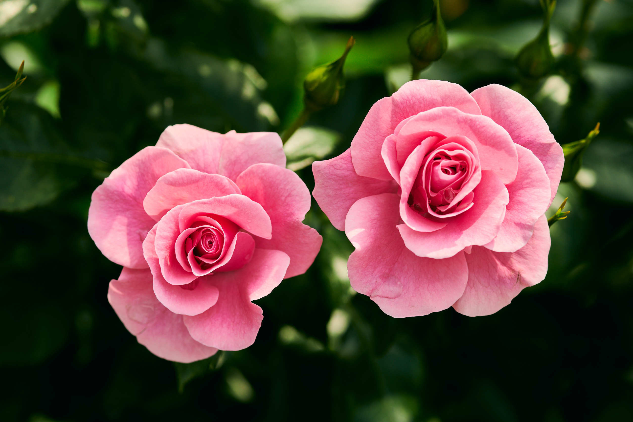 Roses. Nature and macro photography by Elena Zhukova