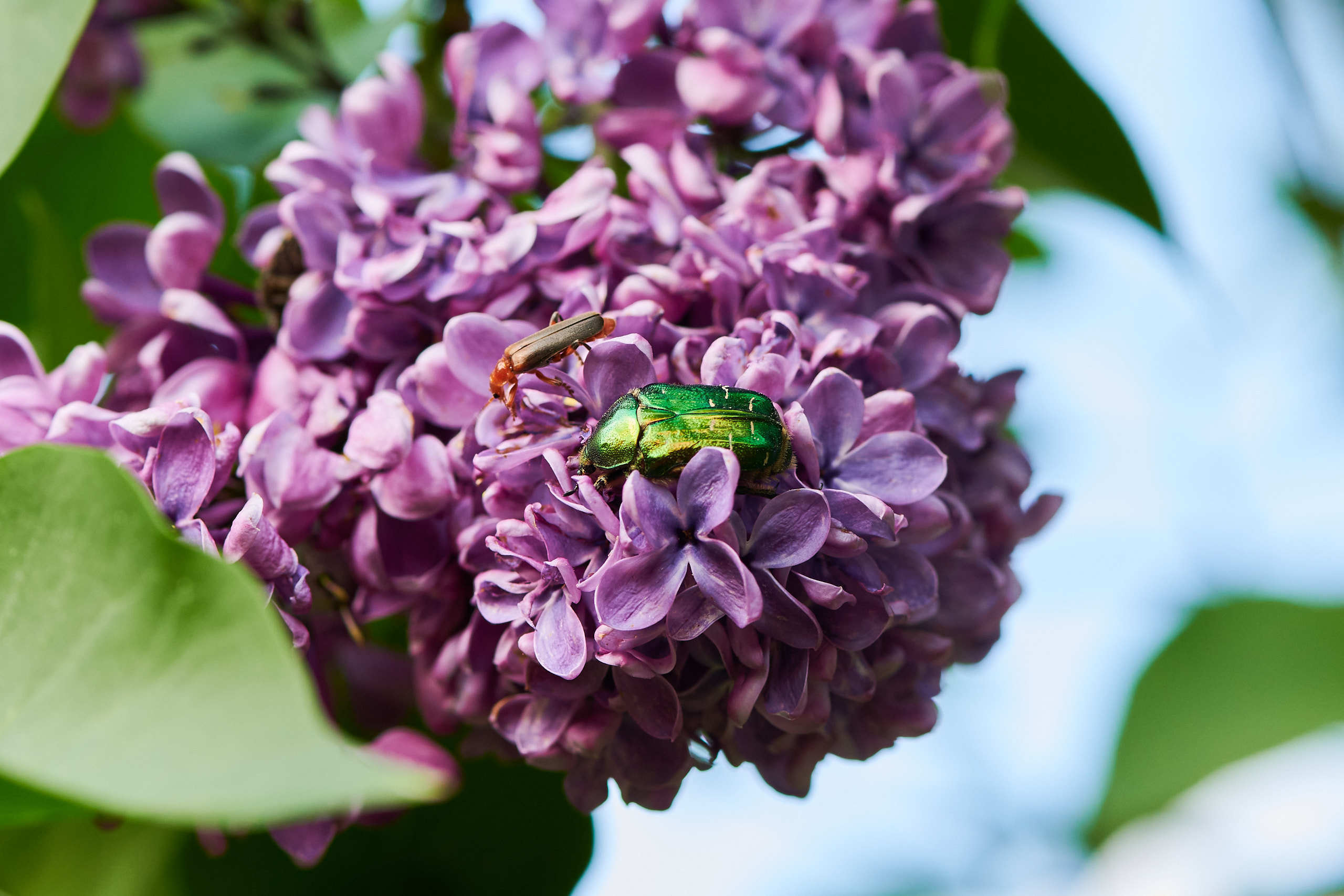 Small world. Nature and macro photography by Elena Zhukova
