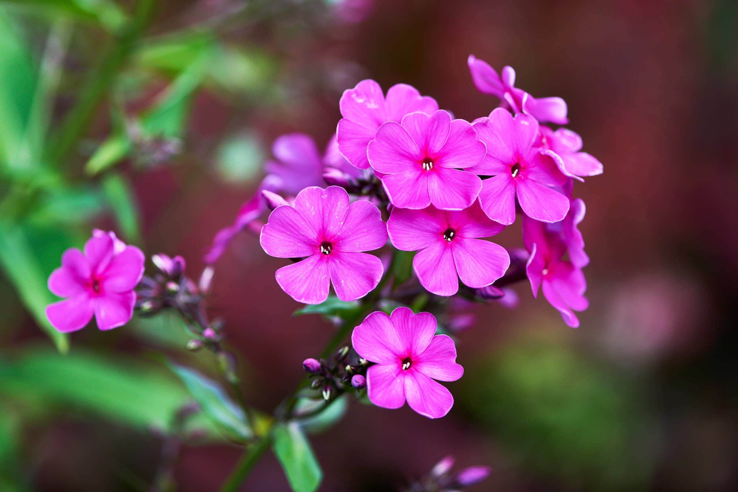 Flowers. Nature and macro photography by Elena Zhukova