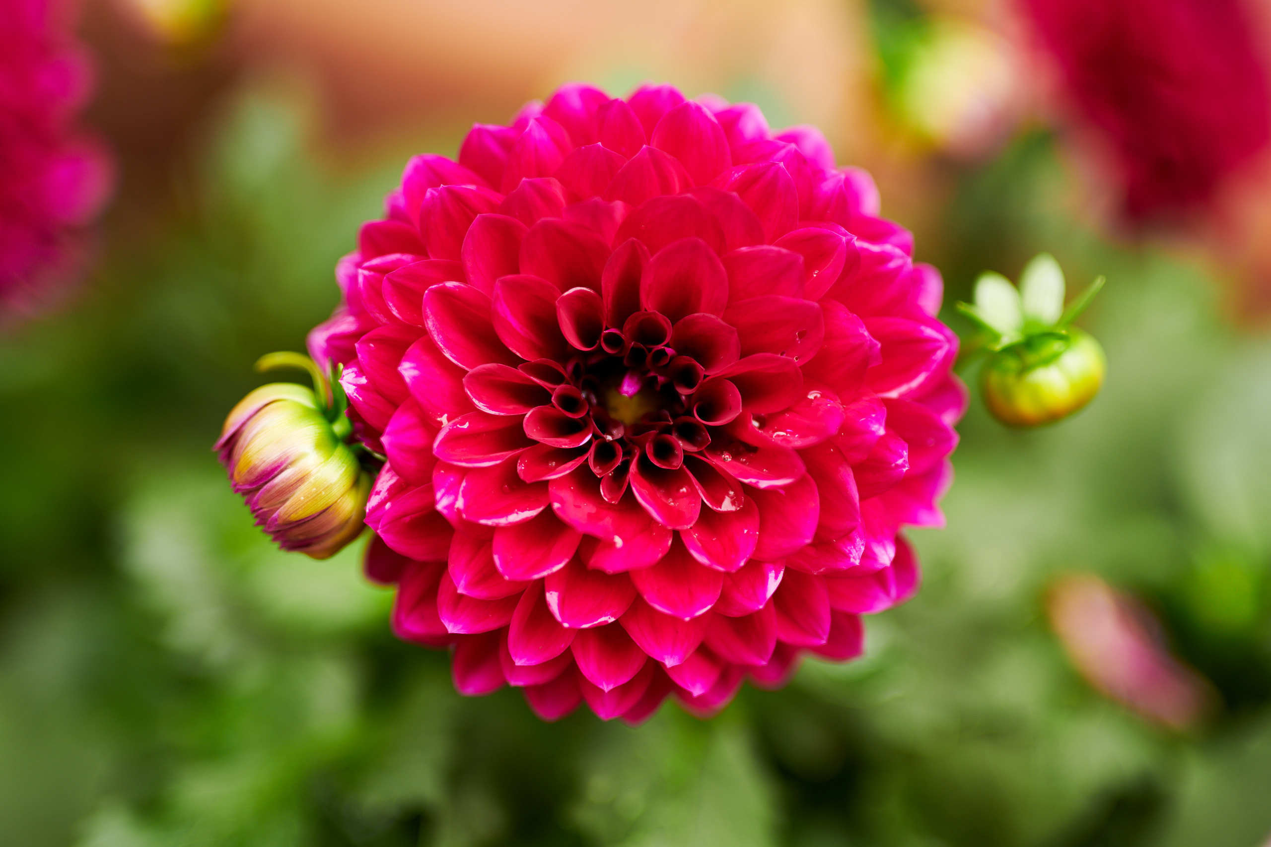 Flowers. Nature and macro photography by Elena Zhukova