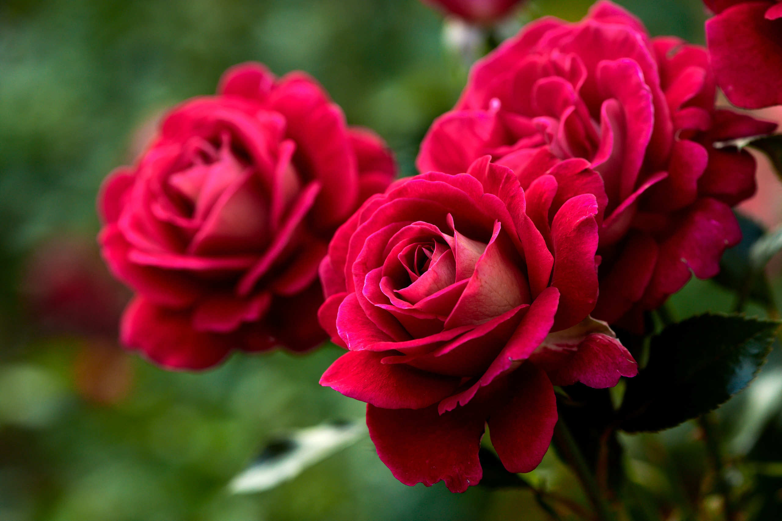 Roses. Nature and macro photography by Elena Zhukova
