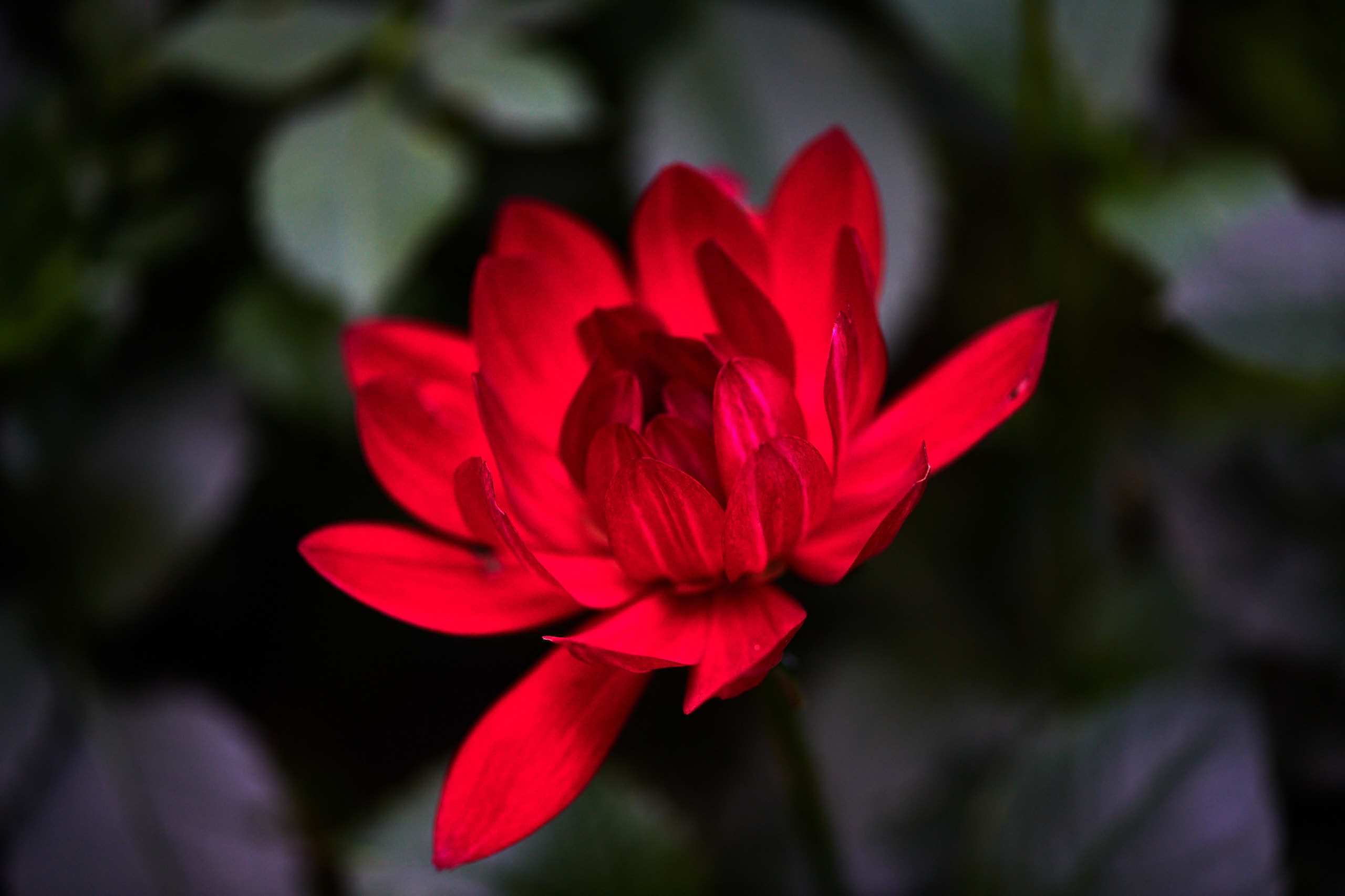 Flowers. Nature and macro photography by Elena Zhukova