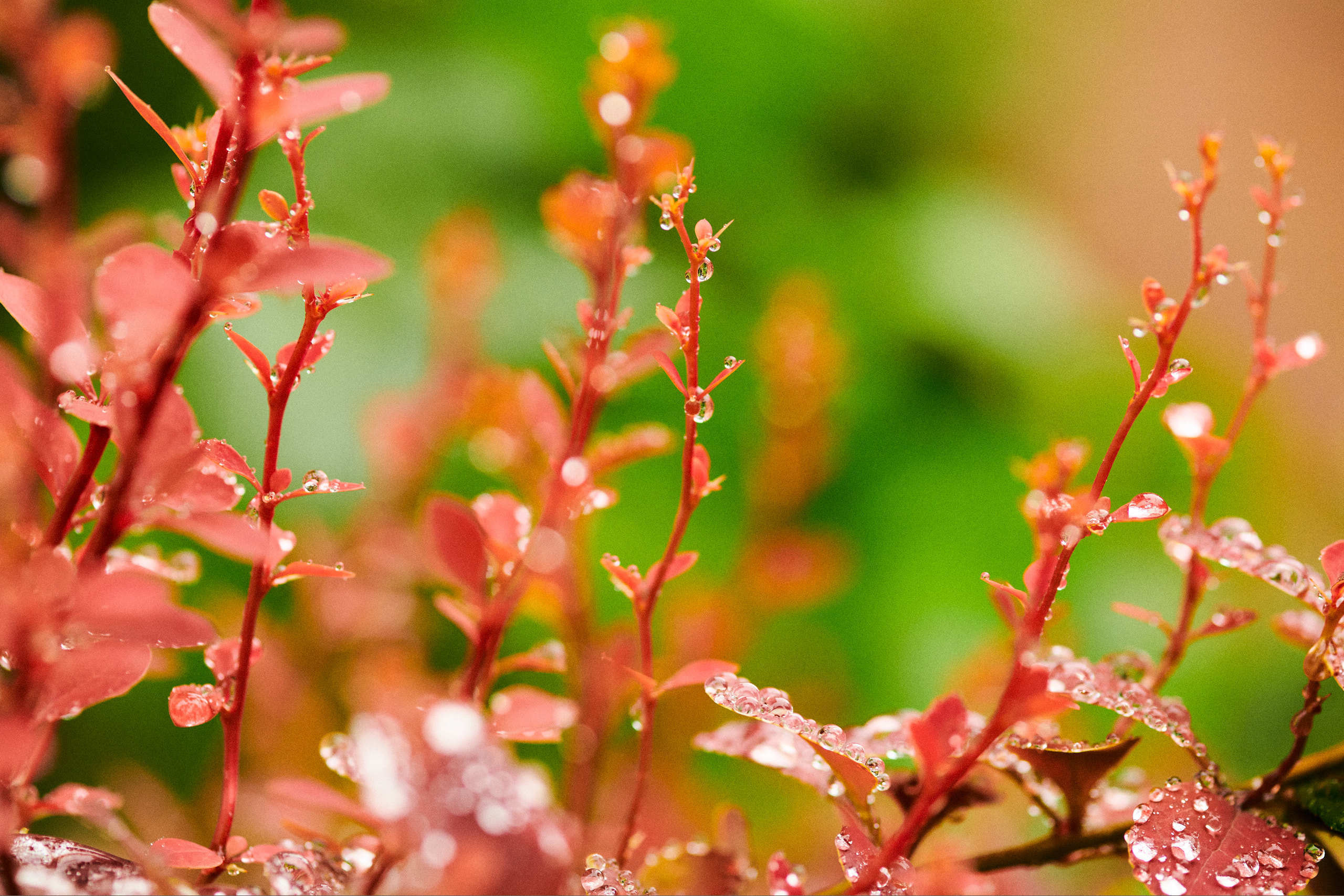 Leaves. Nature and macro photography by Elena Zhukova