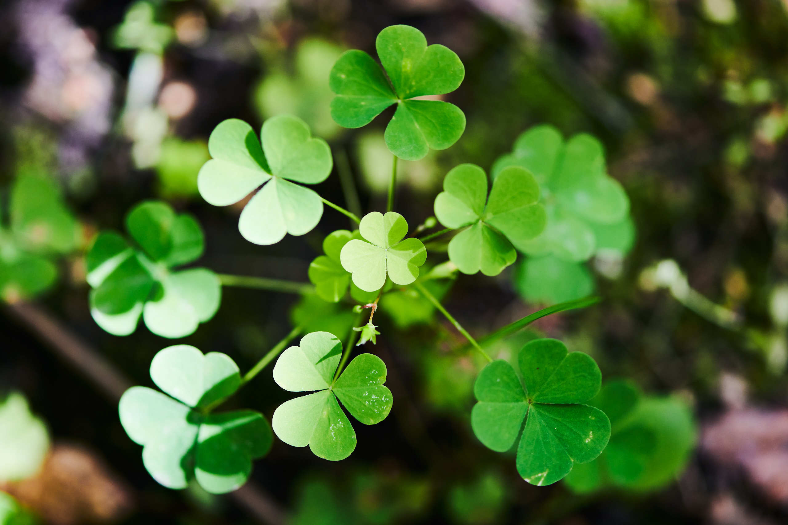 Leaves. Nature and macro photography by Elena Zhukova