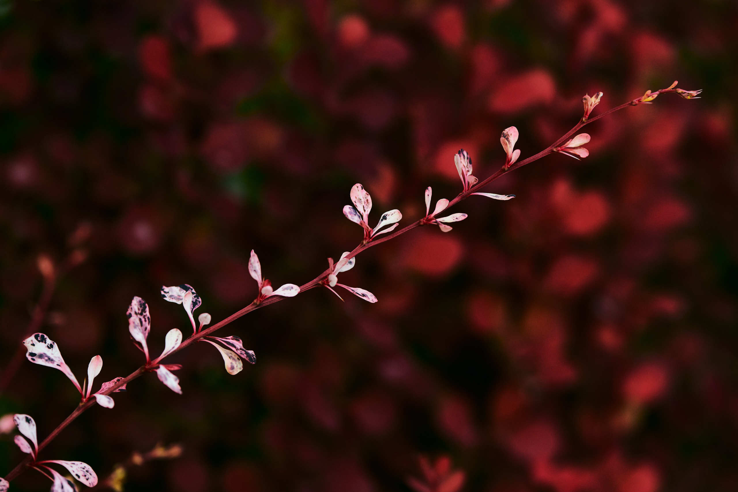 Leaves. Nature and macro photography by Elena Zhukova