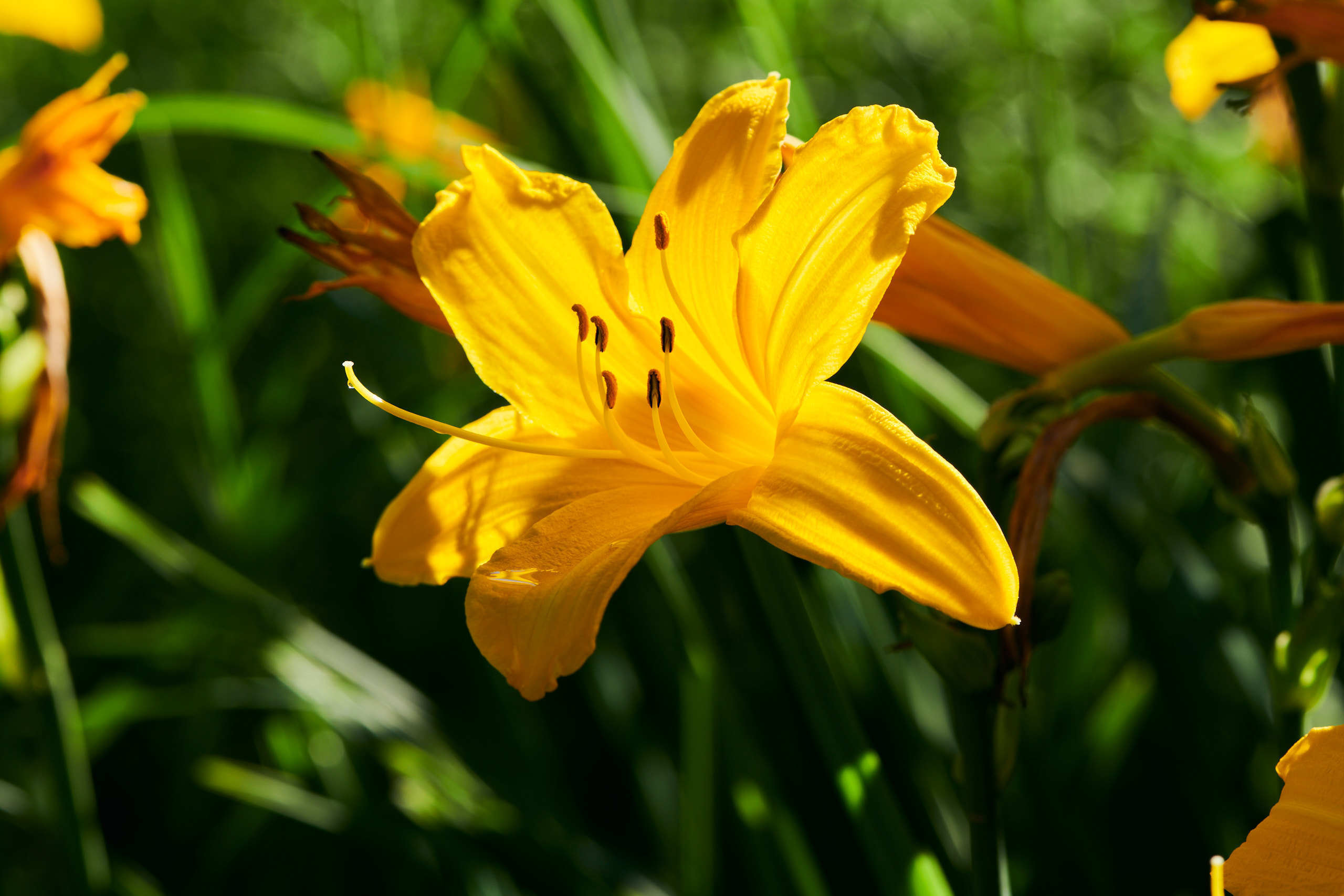 Flowers. Nature and macro photography by Elena Zhukova