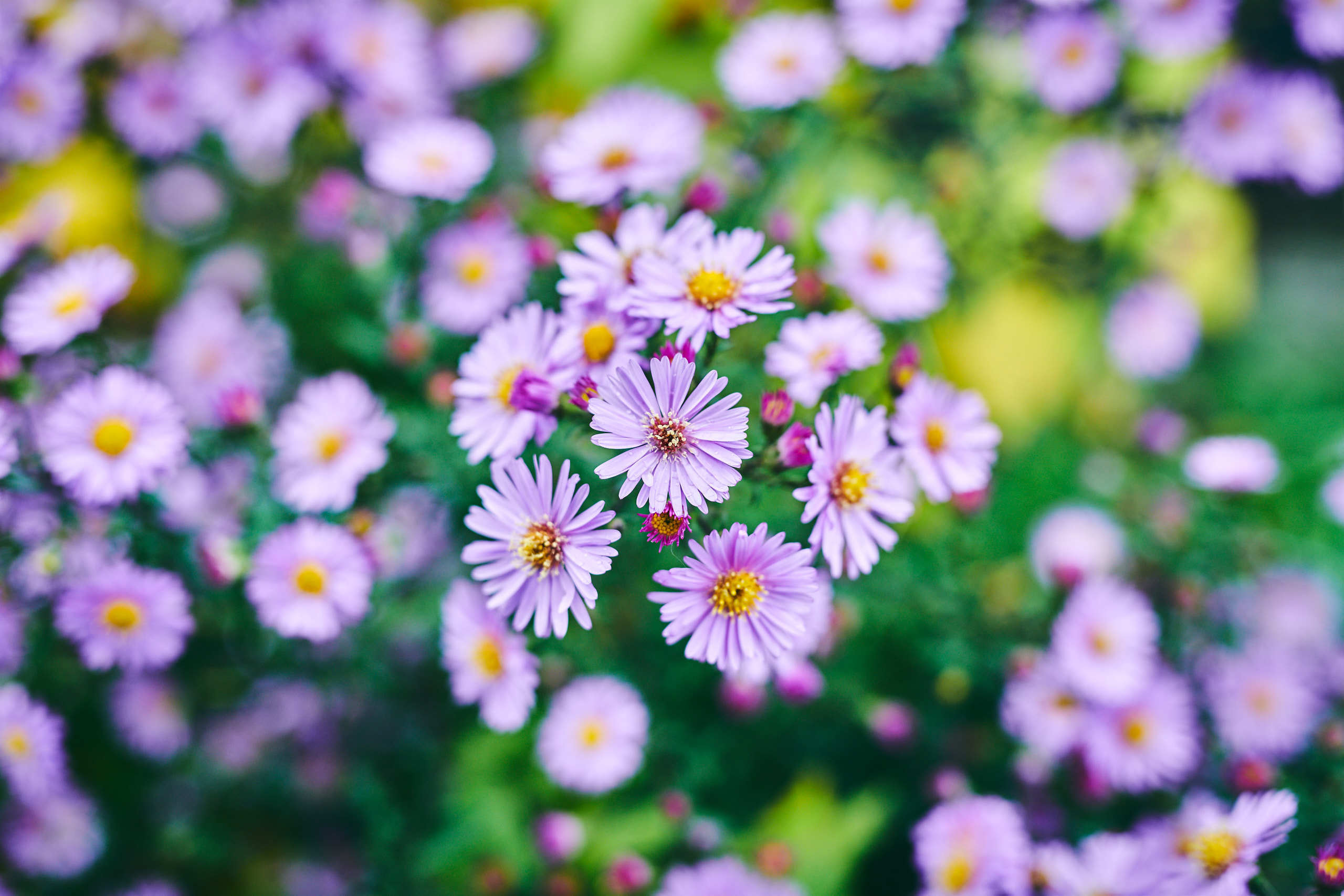 Flowers. Nature and macro photography by Elena Zhukova