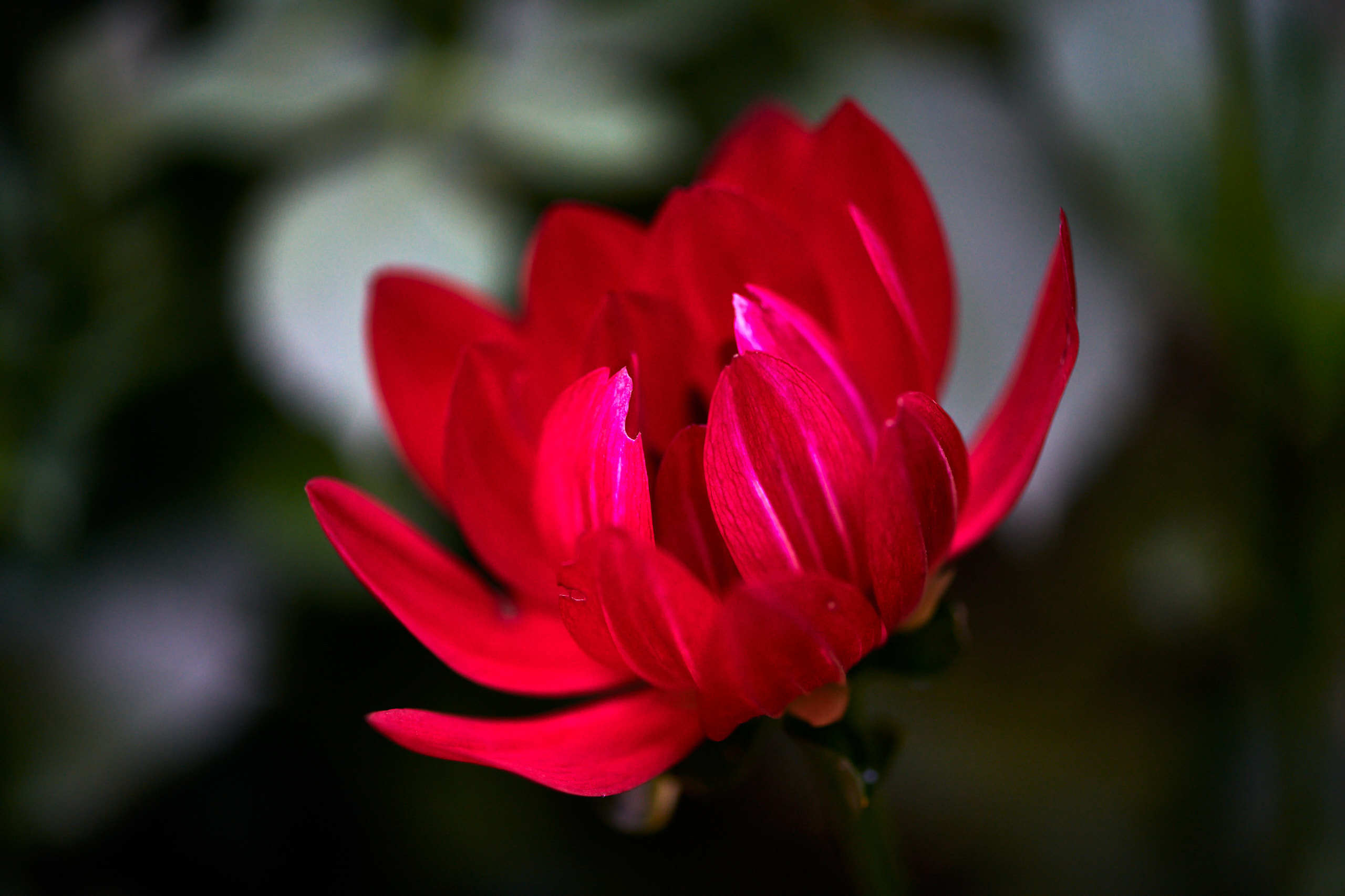 Flowers. Nature and macro photography by Elena Zhukova