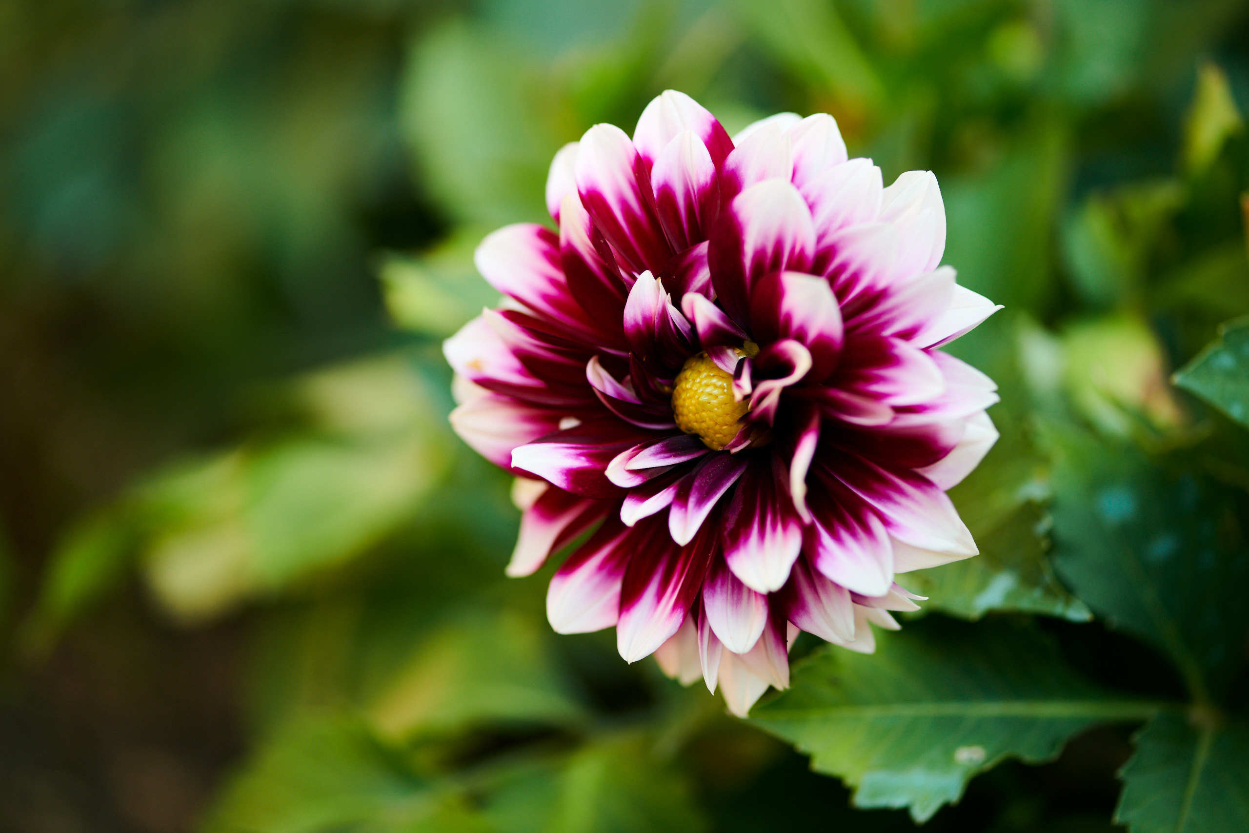 Flowers. Nature and macro photography by Elena Zhukova