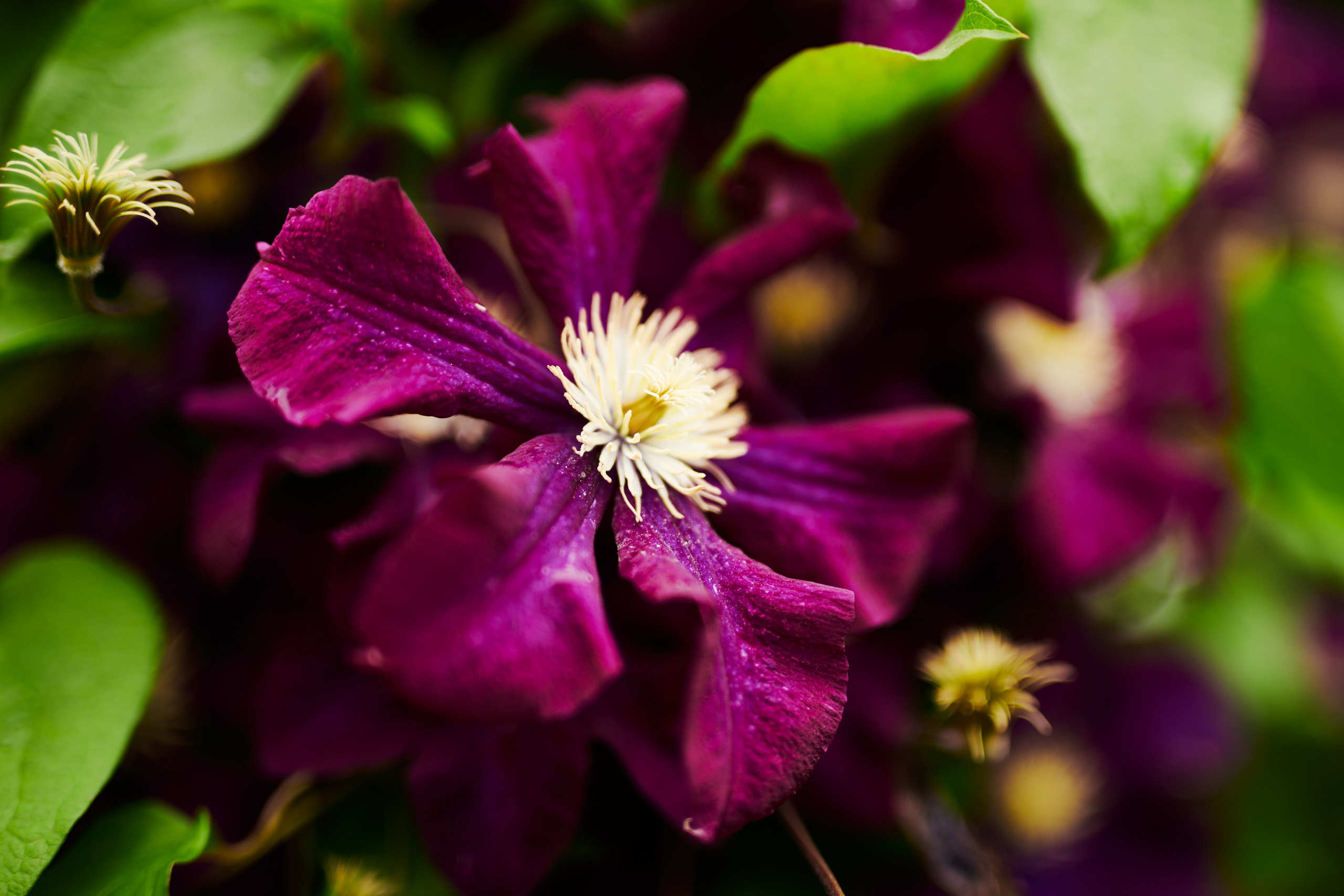 Flowers. Nature and macro photography by Elena Zhukova