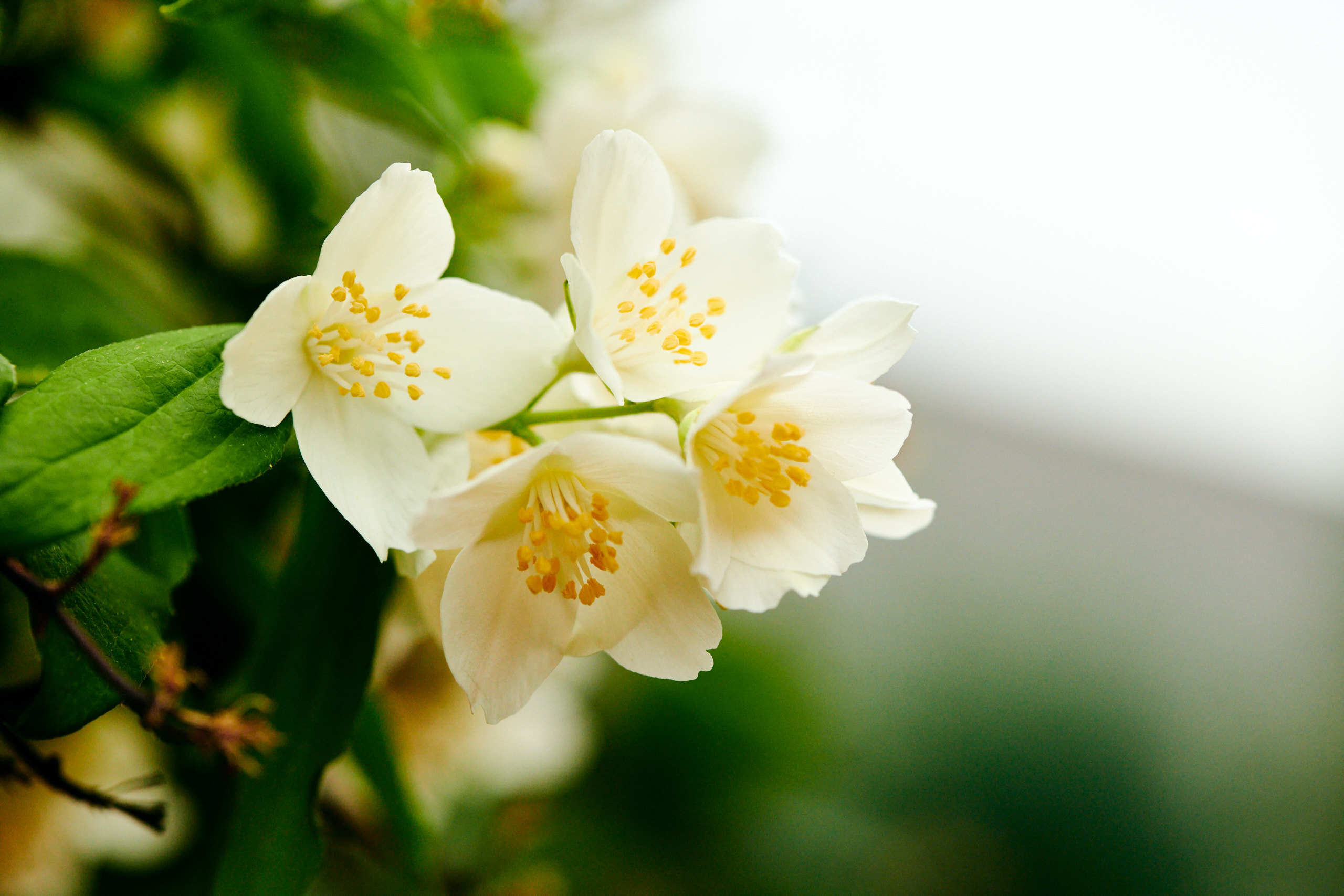 Flowers. Nature and macro photography by Elena Zhukova