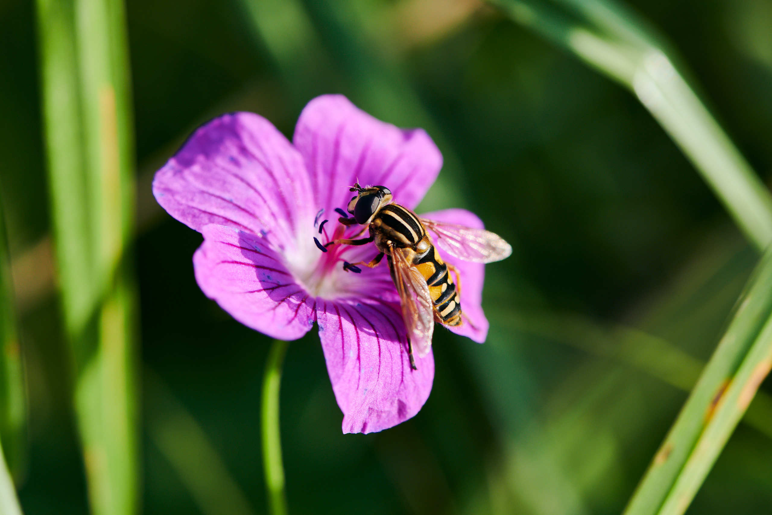 Small world. Nature and macro photography by Elena Zhukova