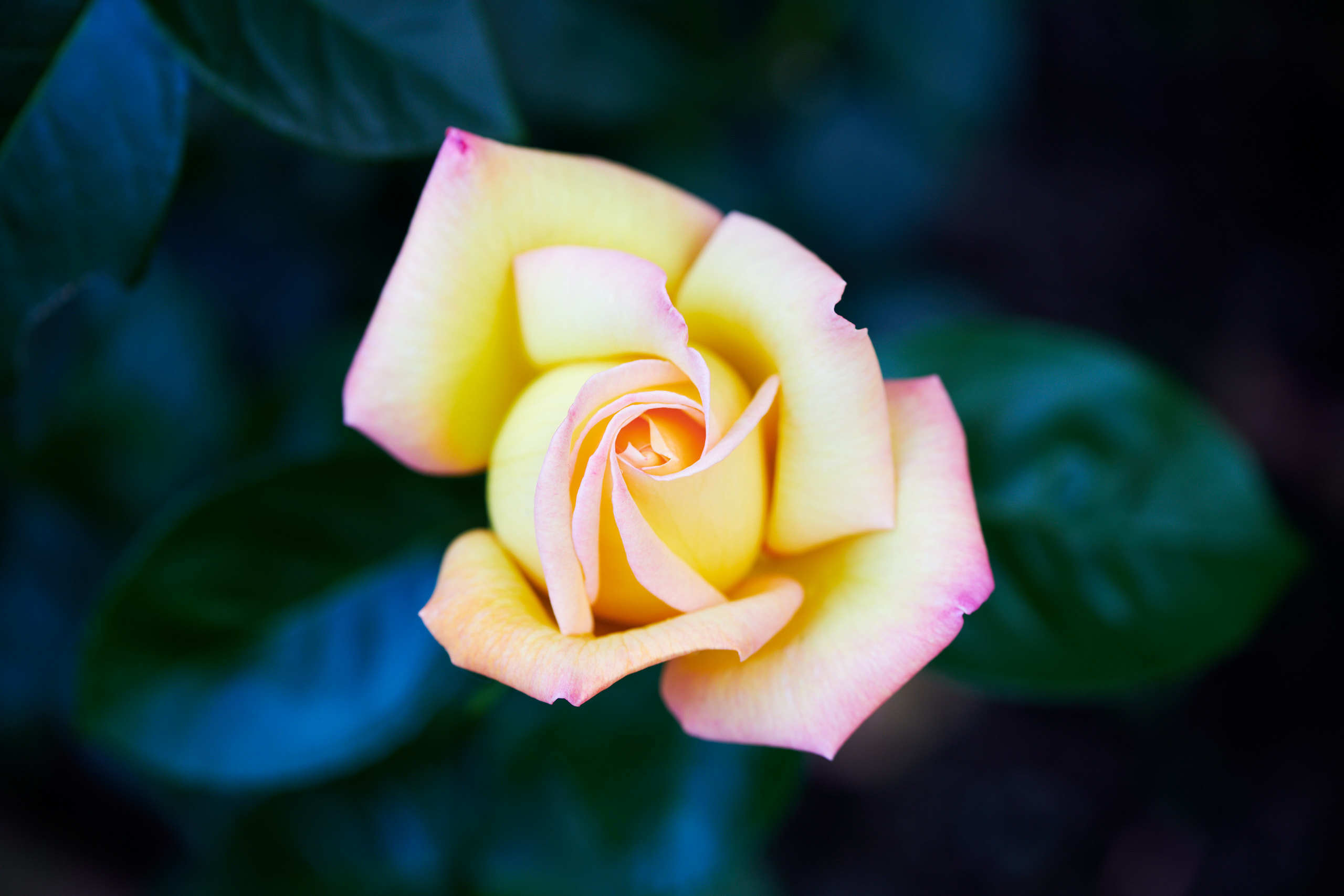 Roses. Nature and macro photography by Elena Zhukova