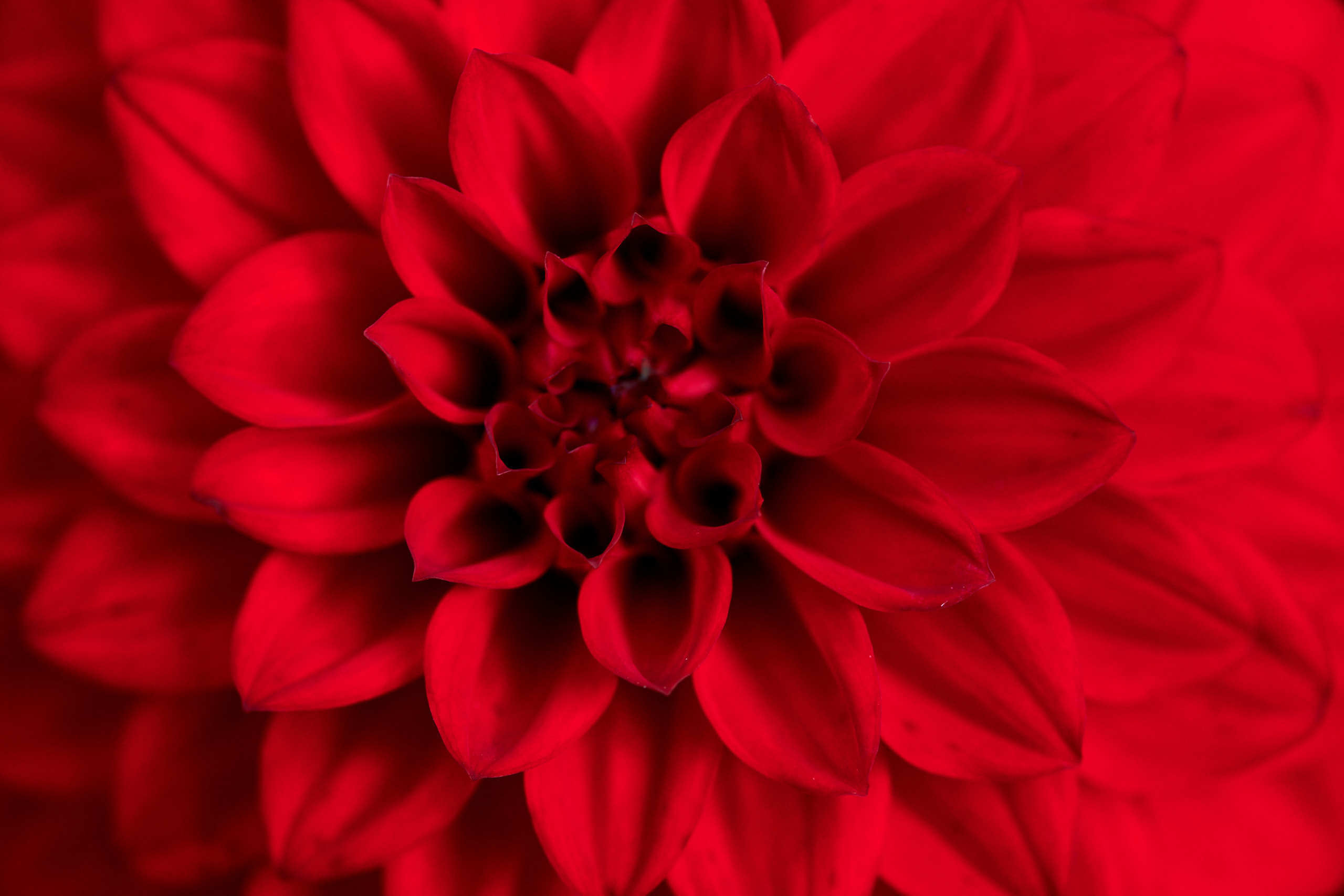 Flowers. Nature and macro photography by Elena Zhukova