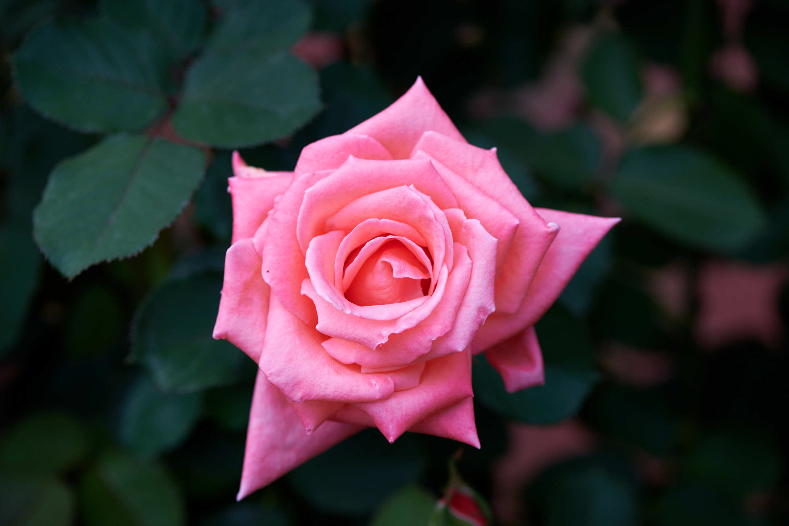 Roses. Nature and macro photography by Elena Zhukova
