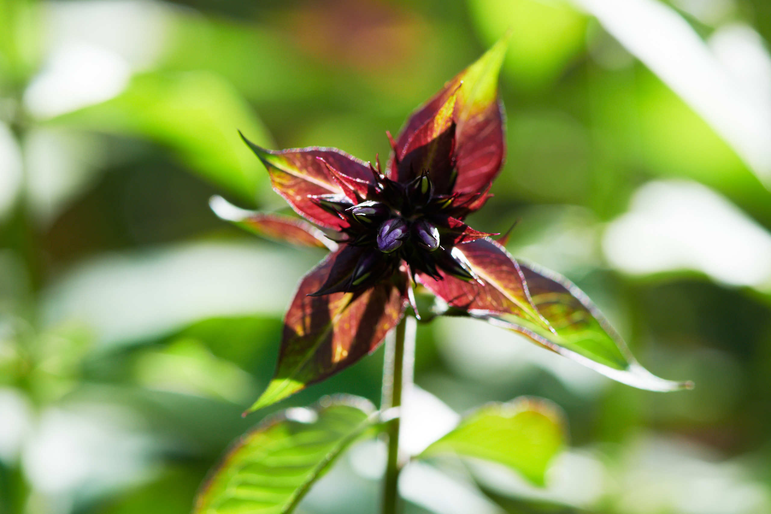 Flowers. Nature and macro photography by Elena Zhukova