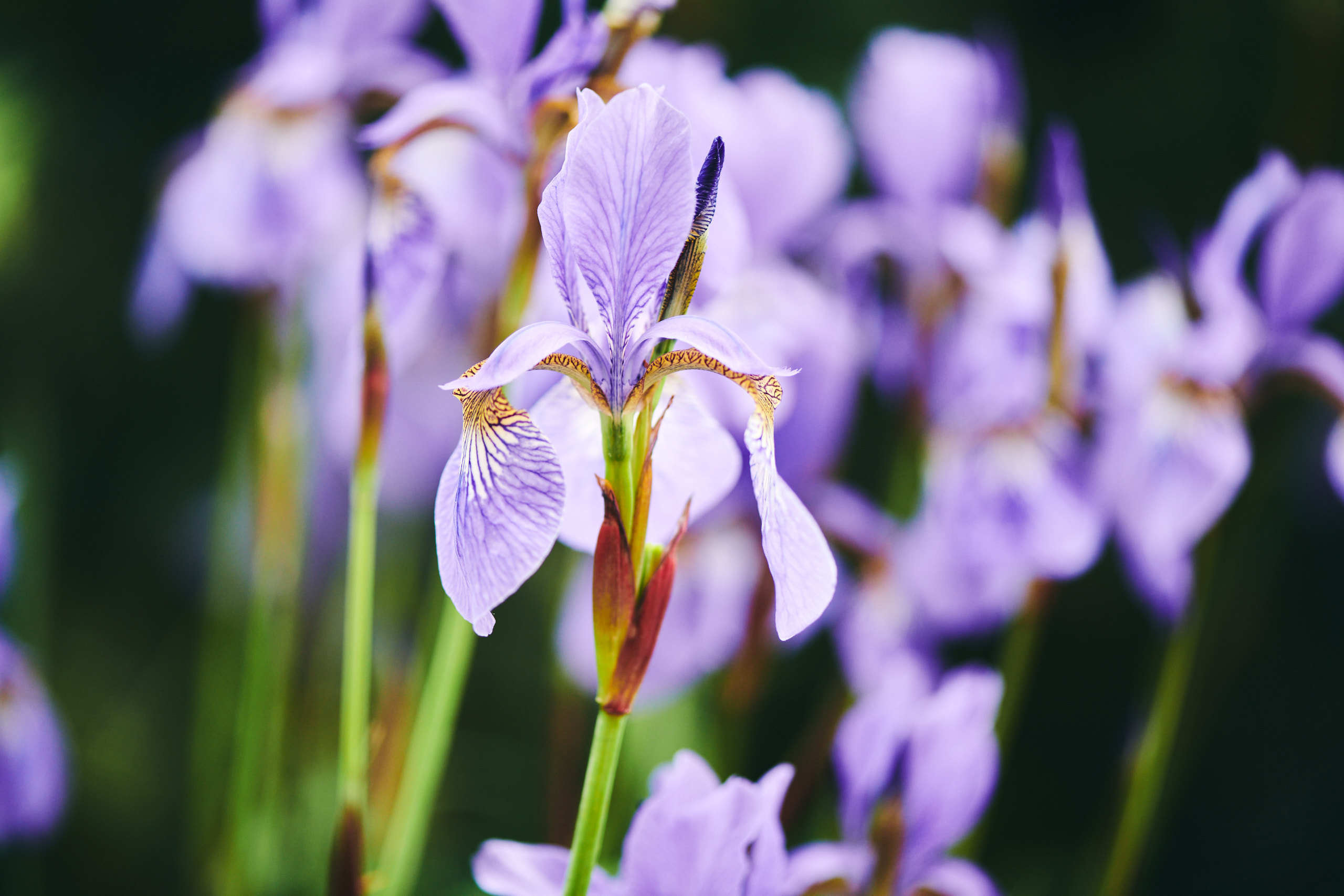 Flowers. Nature and macro photography by Elena Zhukova