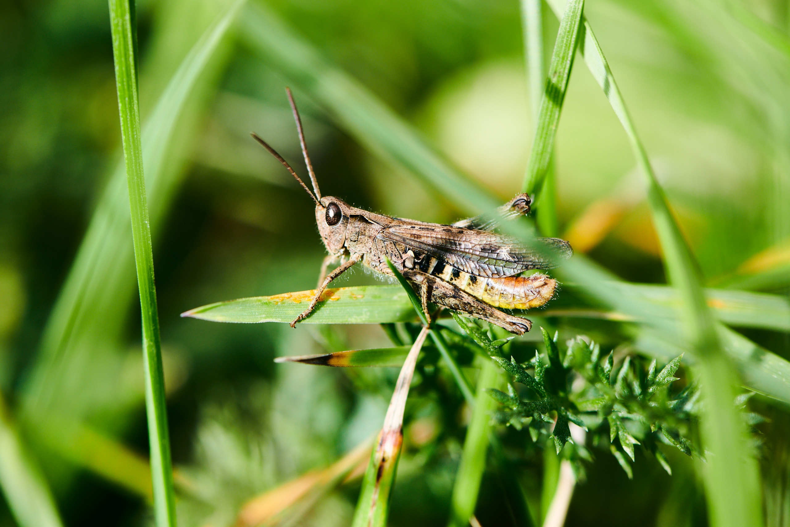 Small world. Nature and macro photography by Elena Zhukova