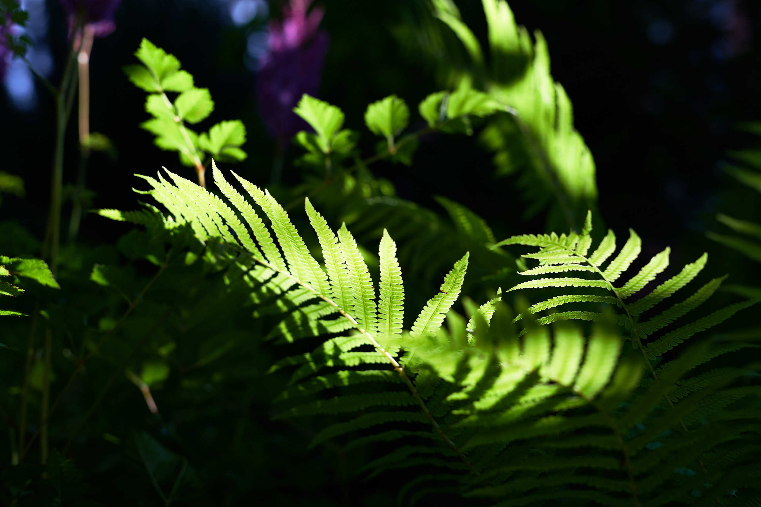 Leaves. Nature and macro photography by Elena Zhukova