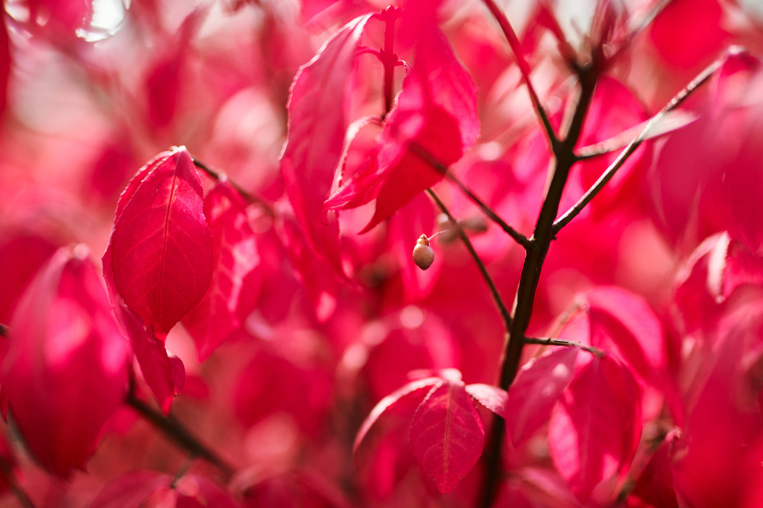 Nature and macro photography by Elena Zhukova