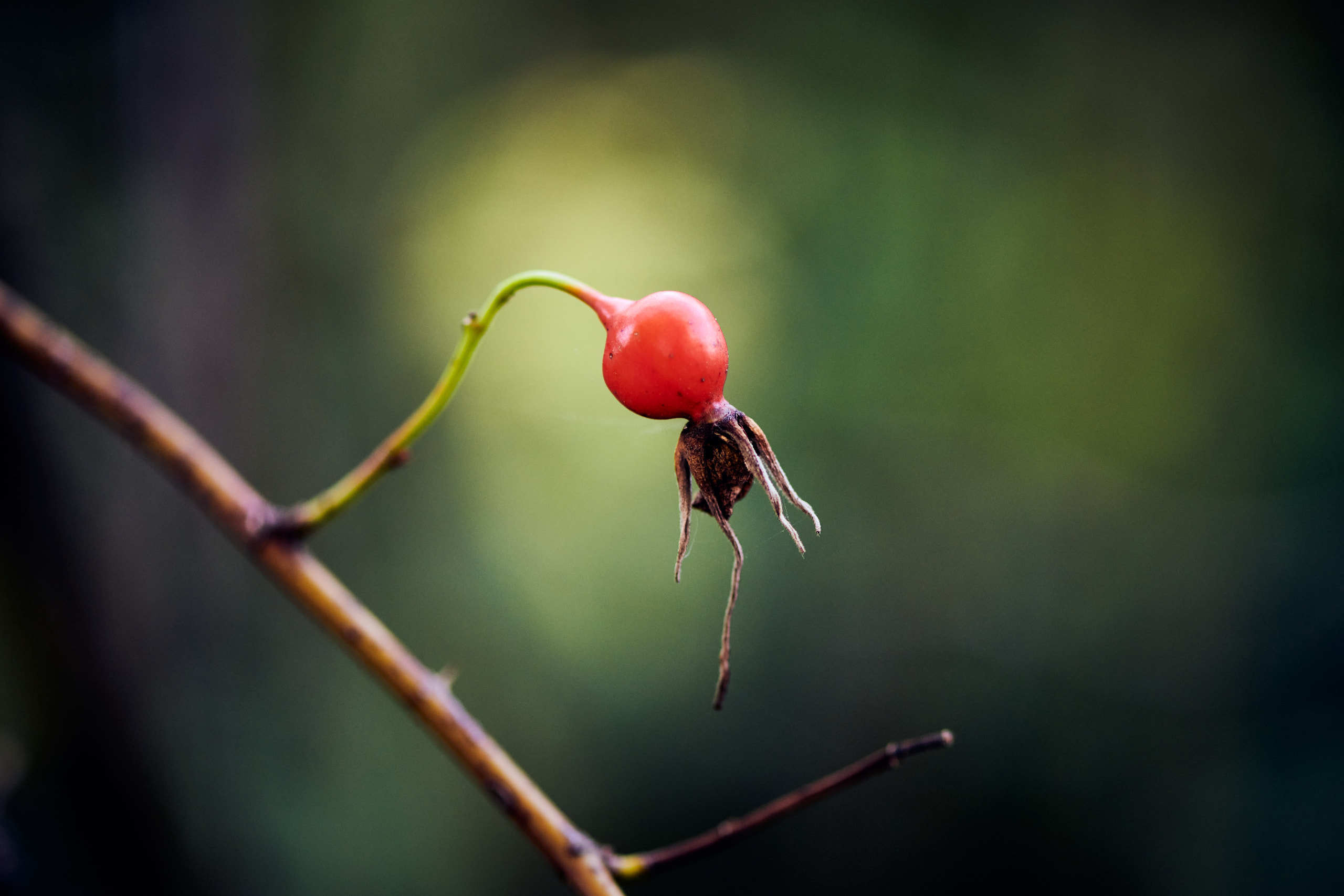 Berries. Nature and macro photography by Elena Zhukova