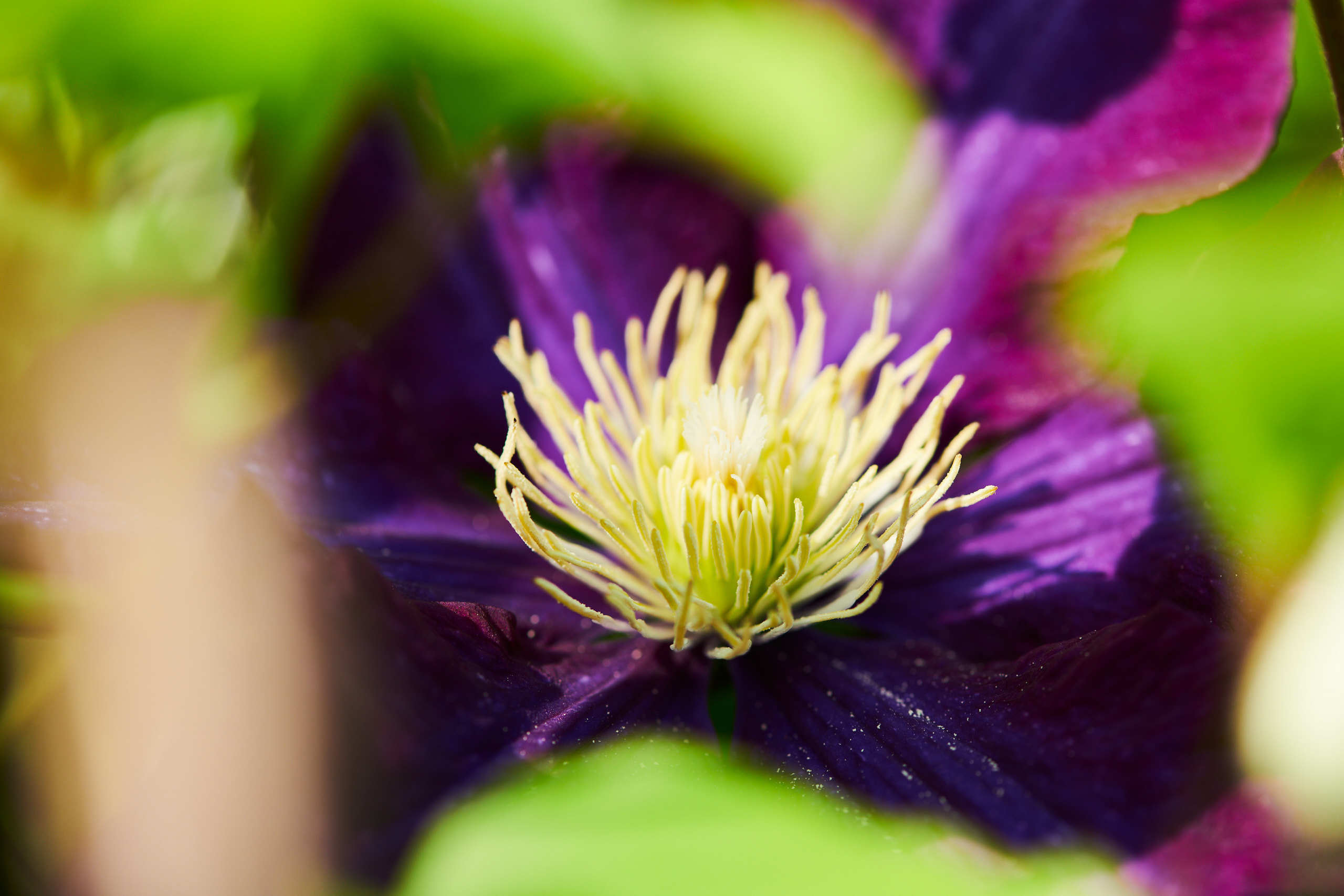 Flowers. Nature and macro photography by Elena Zhukova